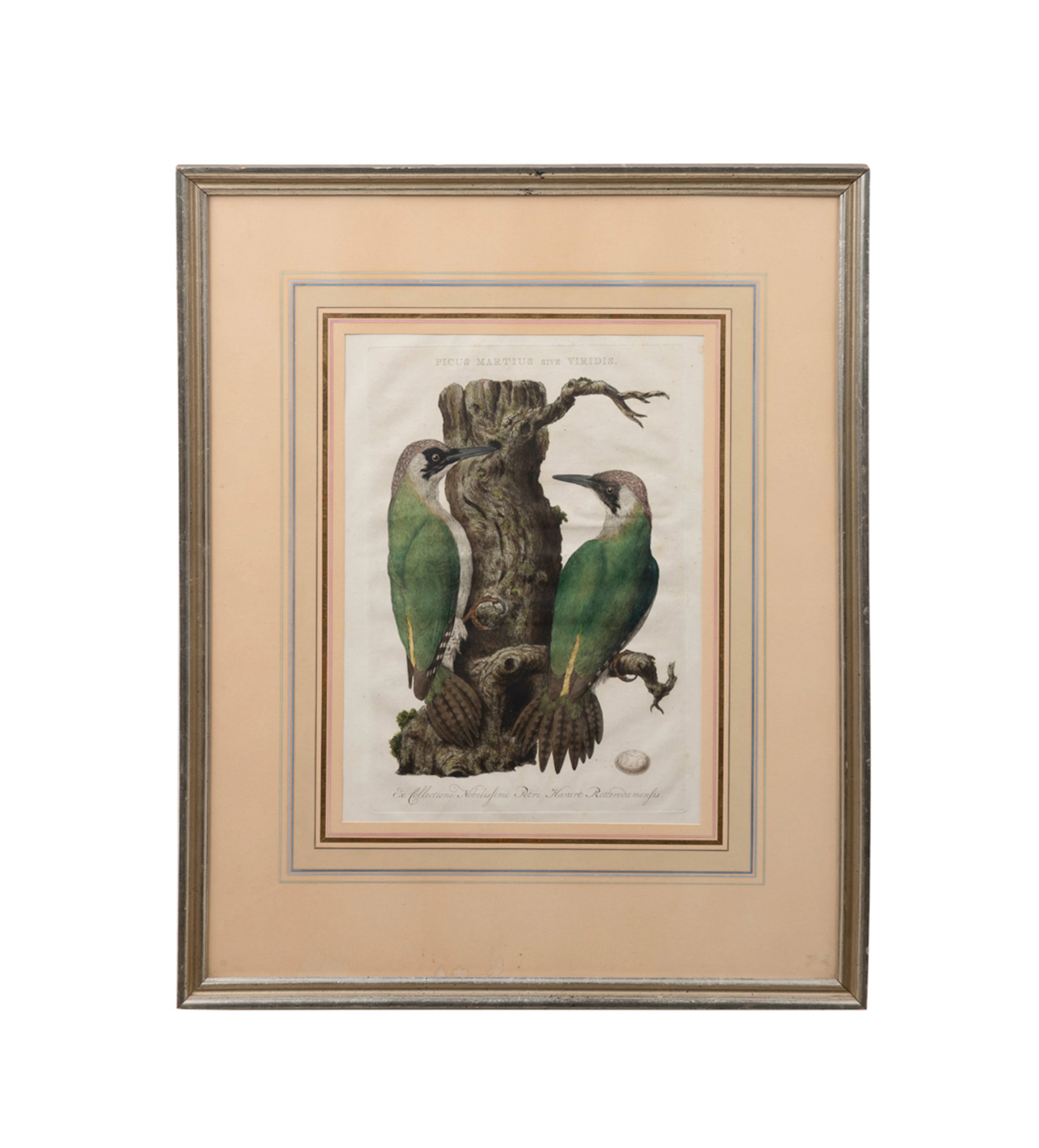 Woodpeckers, "Nederlandsche Vogelen", 1770-1829