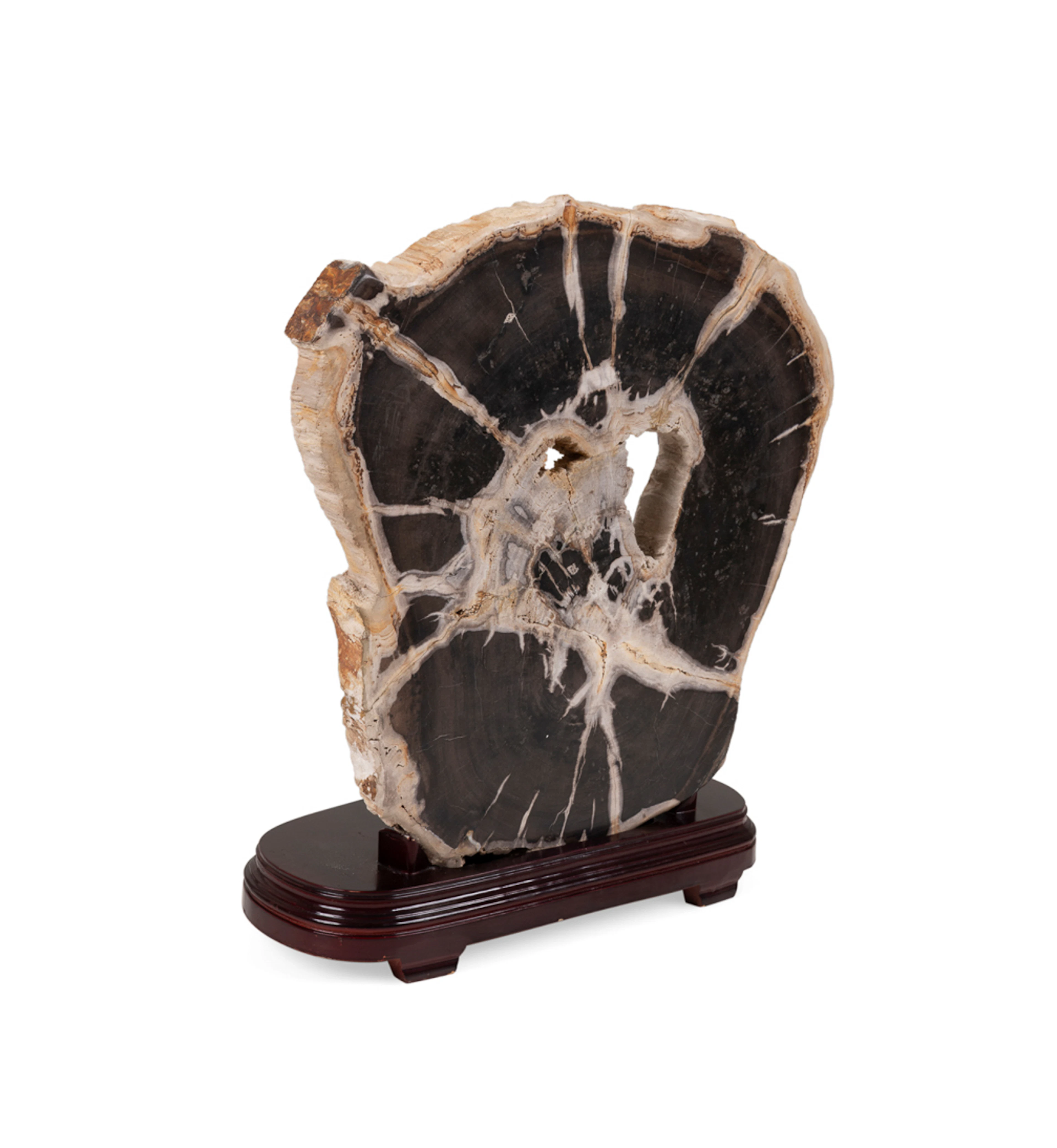 Large Petrified Wood Slab with Stand