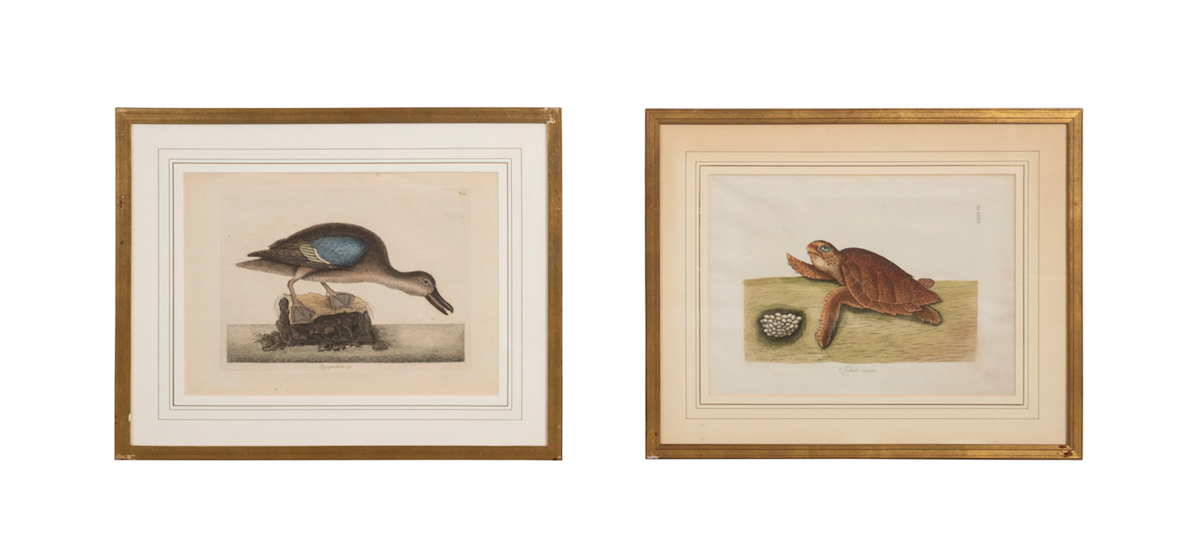 Mark Catesby (After), 2 Naturalist Prints, 1771