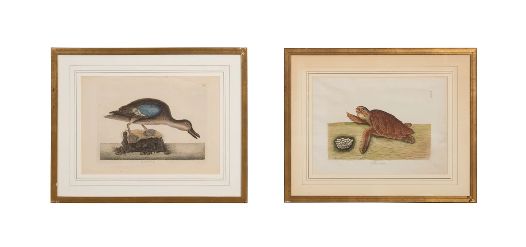 Mark Catesby (After), 2 Naturalist Prints, 1771