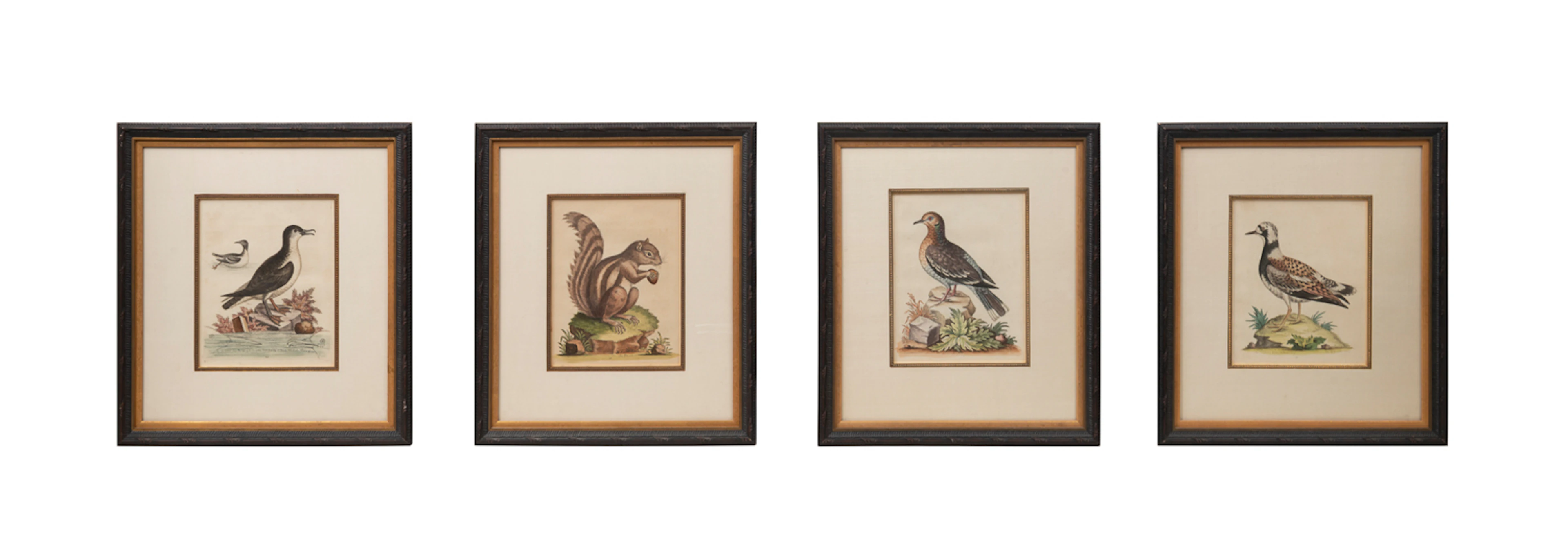 George Edwards, 4 Naturalist Prints, 18th/19th C.