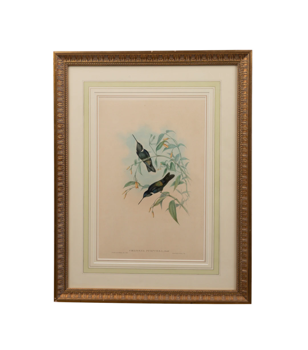 John Gould & H.C. Richter, Hummingbird Lithograph