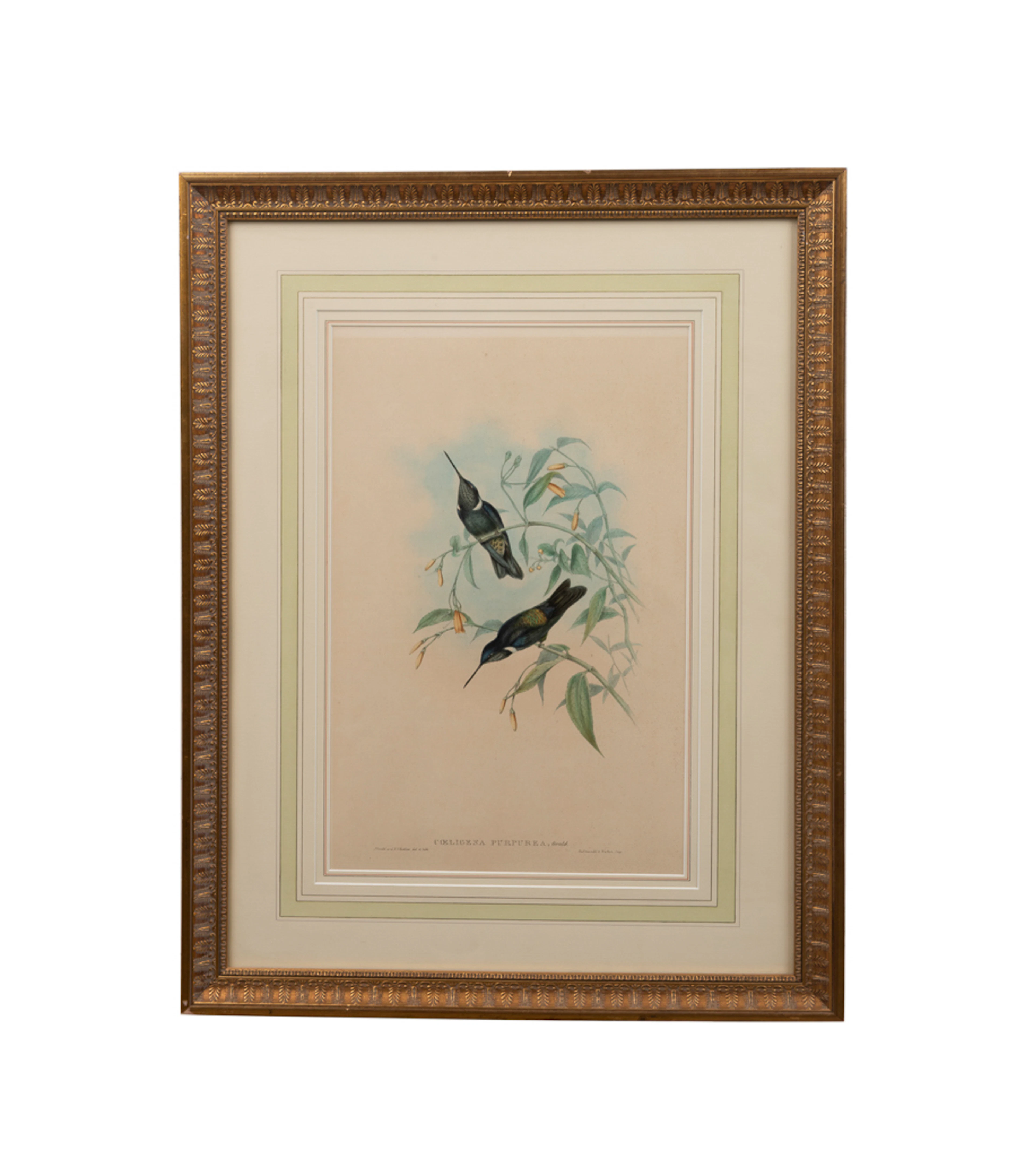 John Gould & H.C. Richter, Hummingbird Lithograph