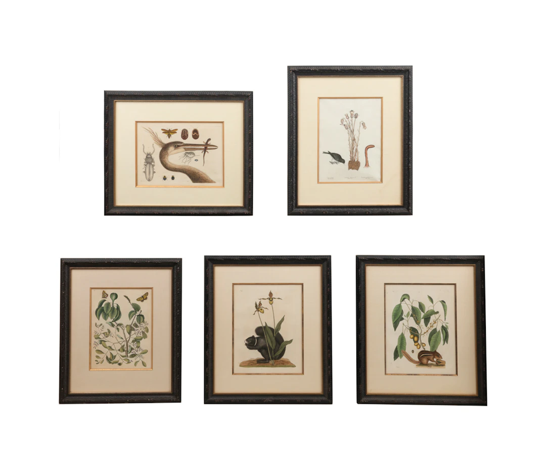 Mark Catesby (After), 5 Naturalist Prints, 1771
