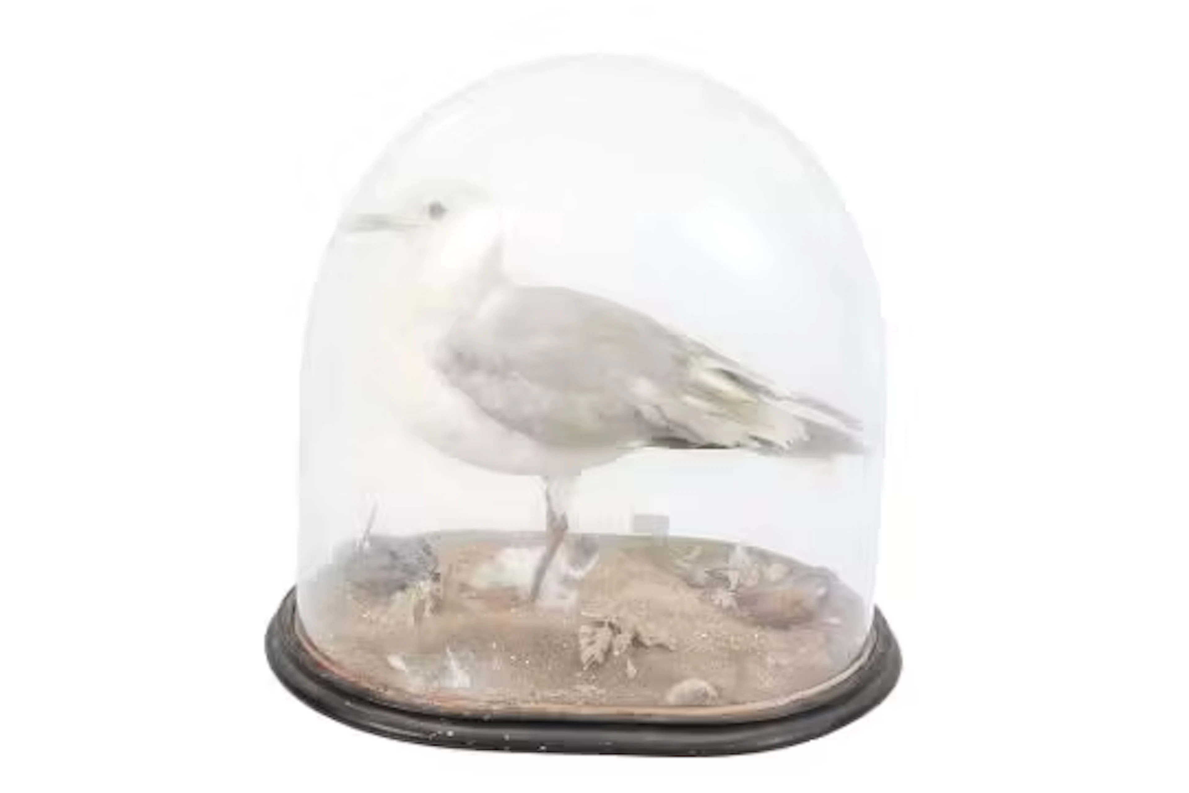 A Victorian taxidermy herring gull (Larus argentatus), beneath a glass dome.