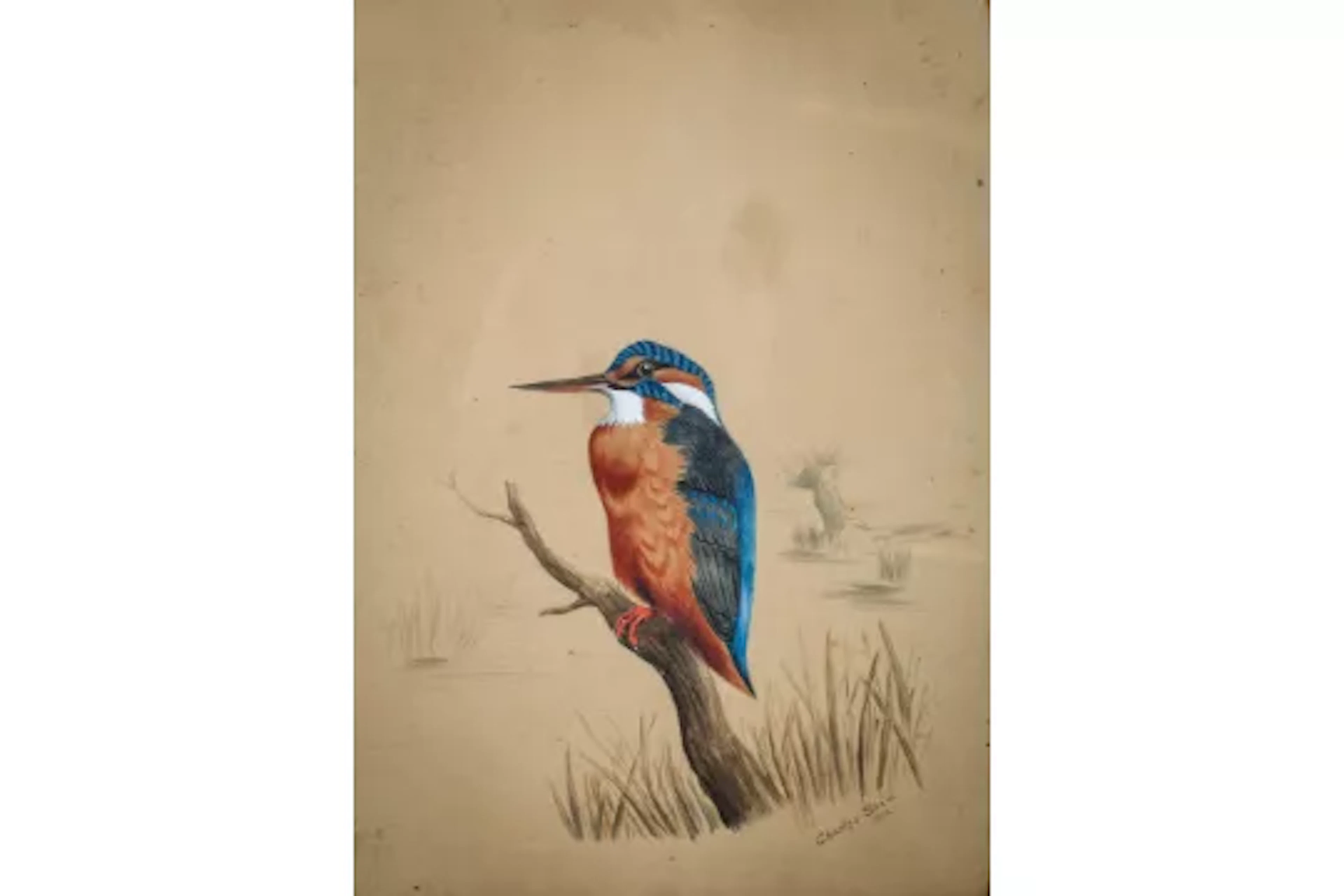 Charles Shaw (20th century), watercolour of a kingfisher. Signed and
