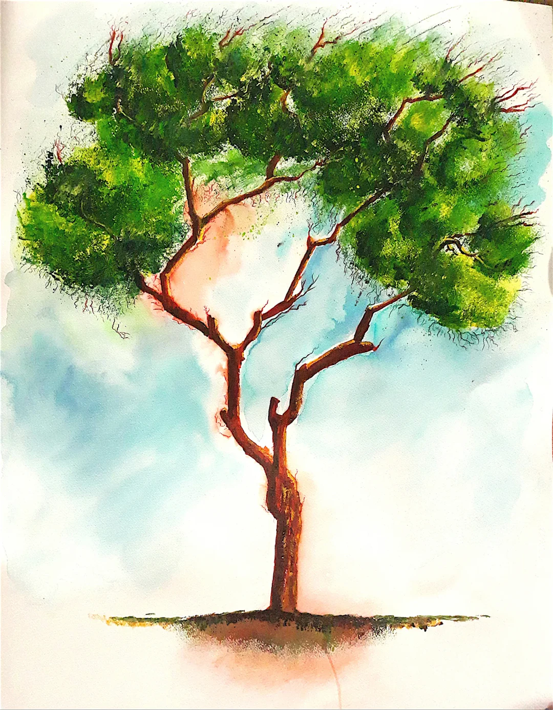 Pinus Alepensis