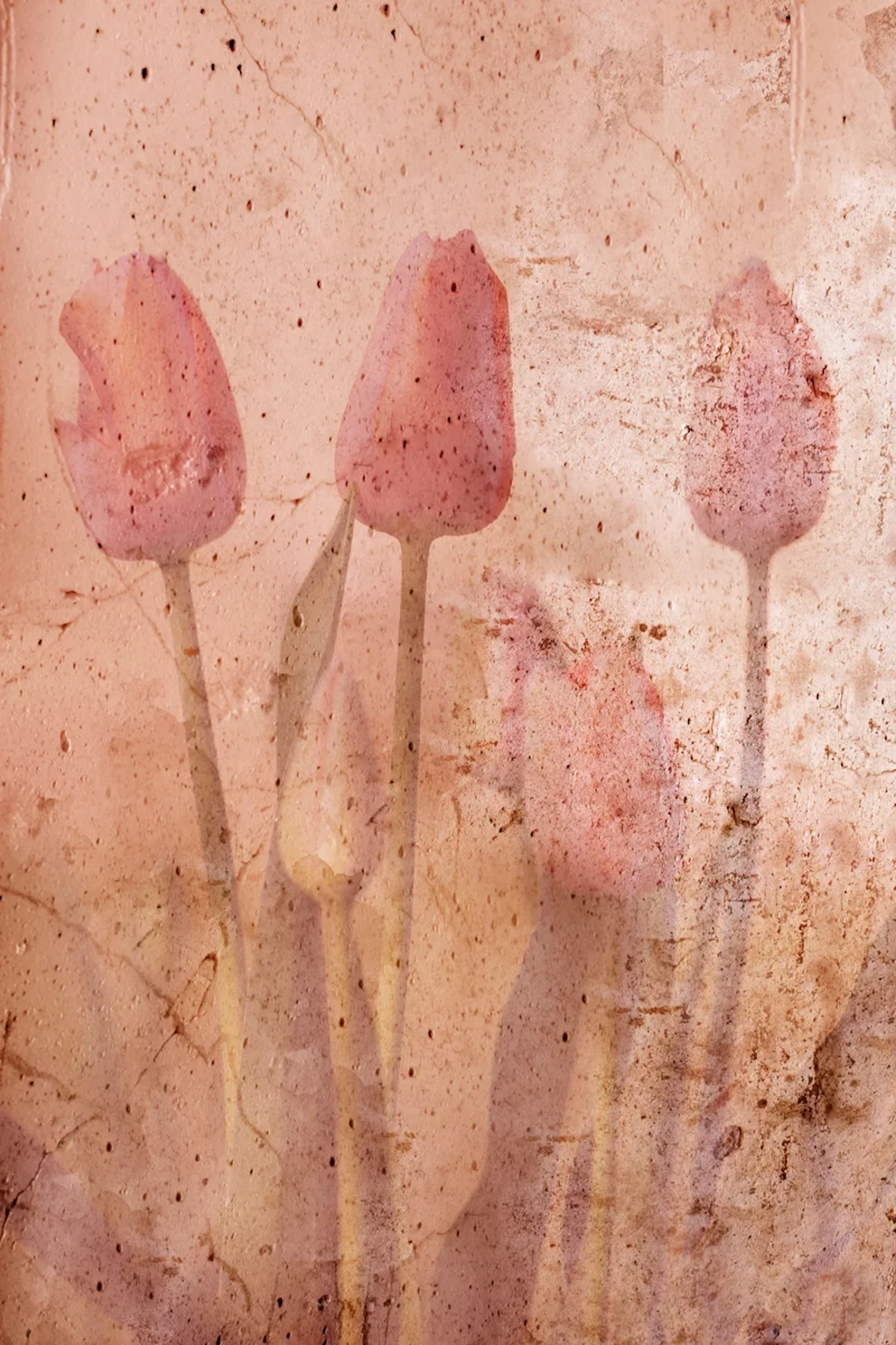 Tulipes