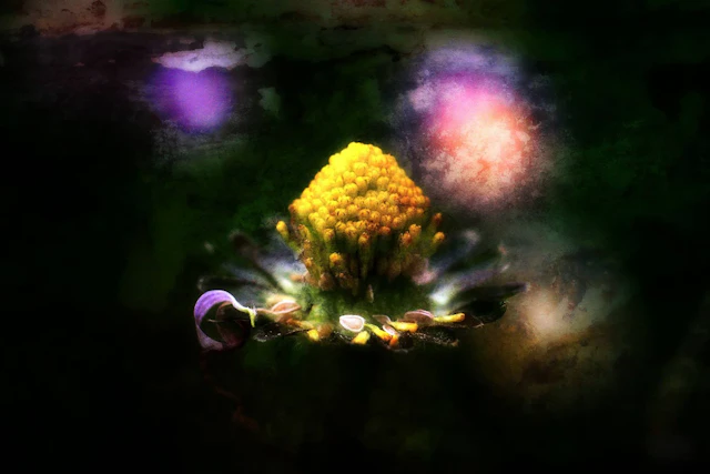 Fleur de Nuit