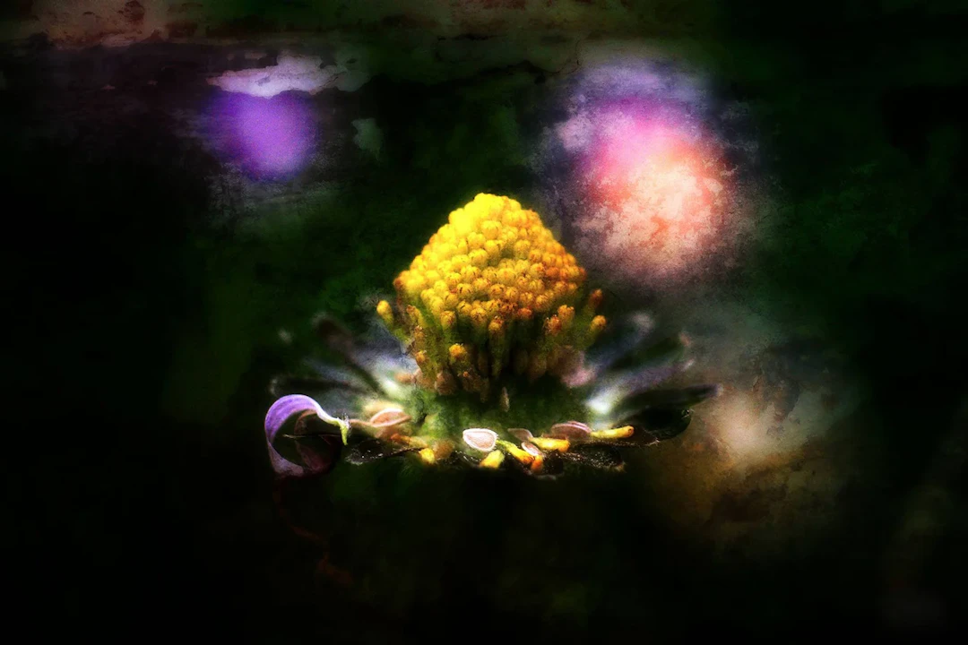 Fleur de Nuit