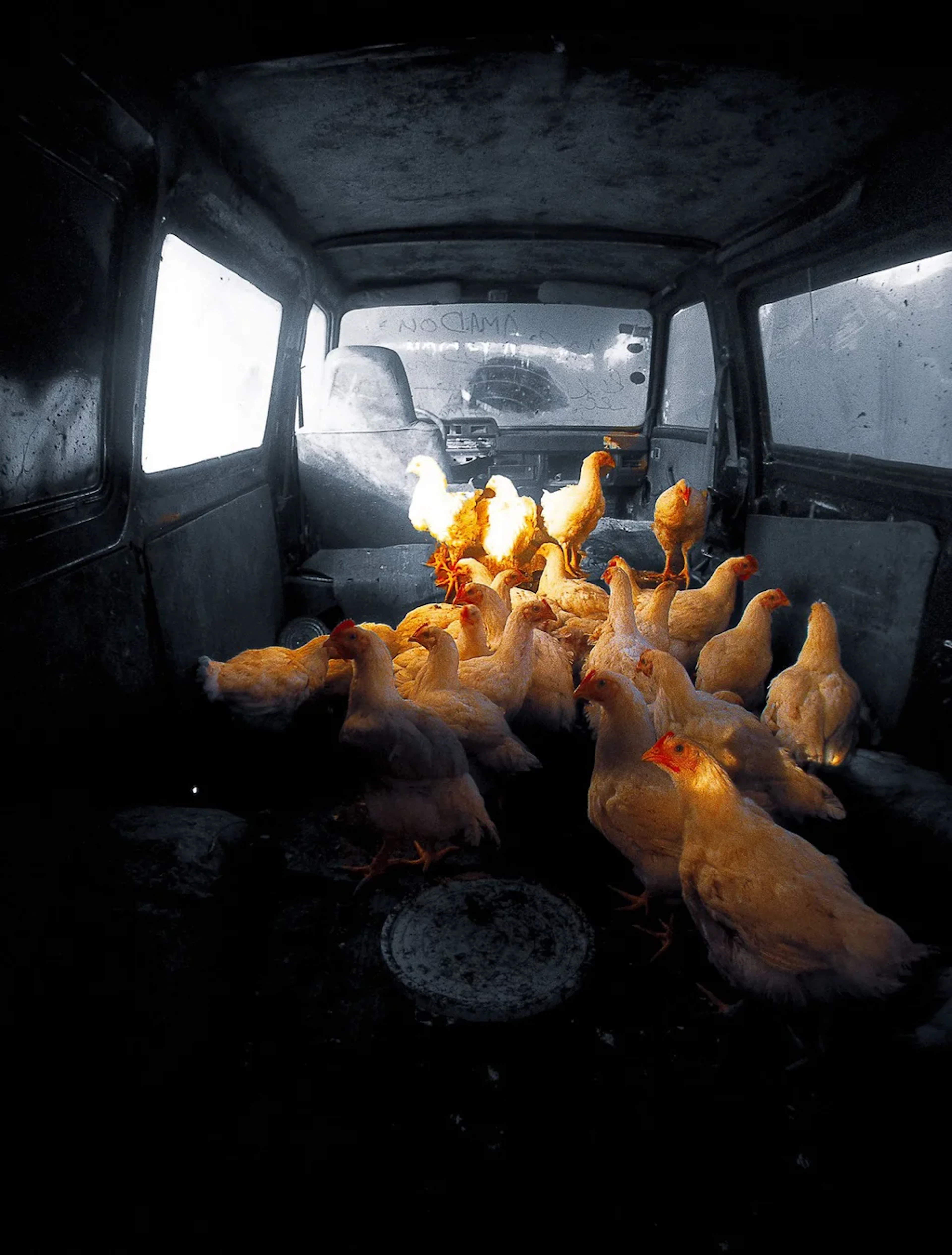 Un tour à la ferme
