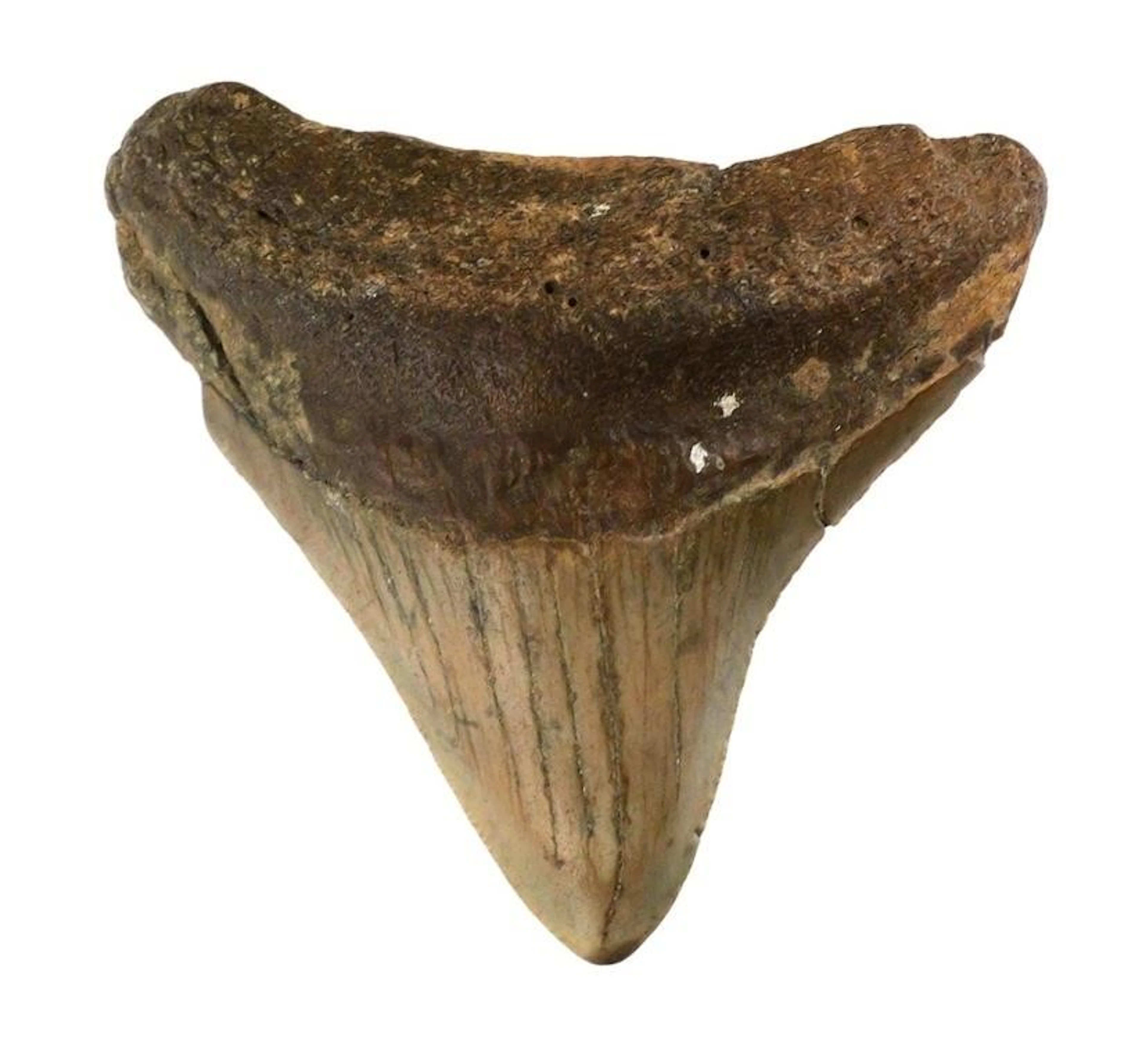 Megalodon Tooth