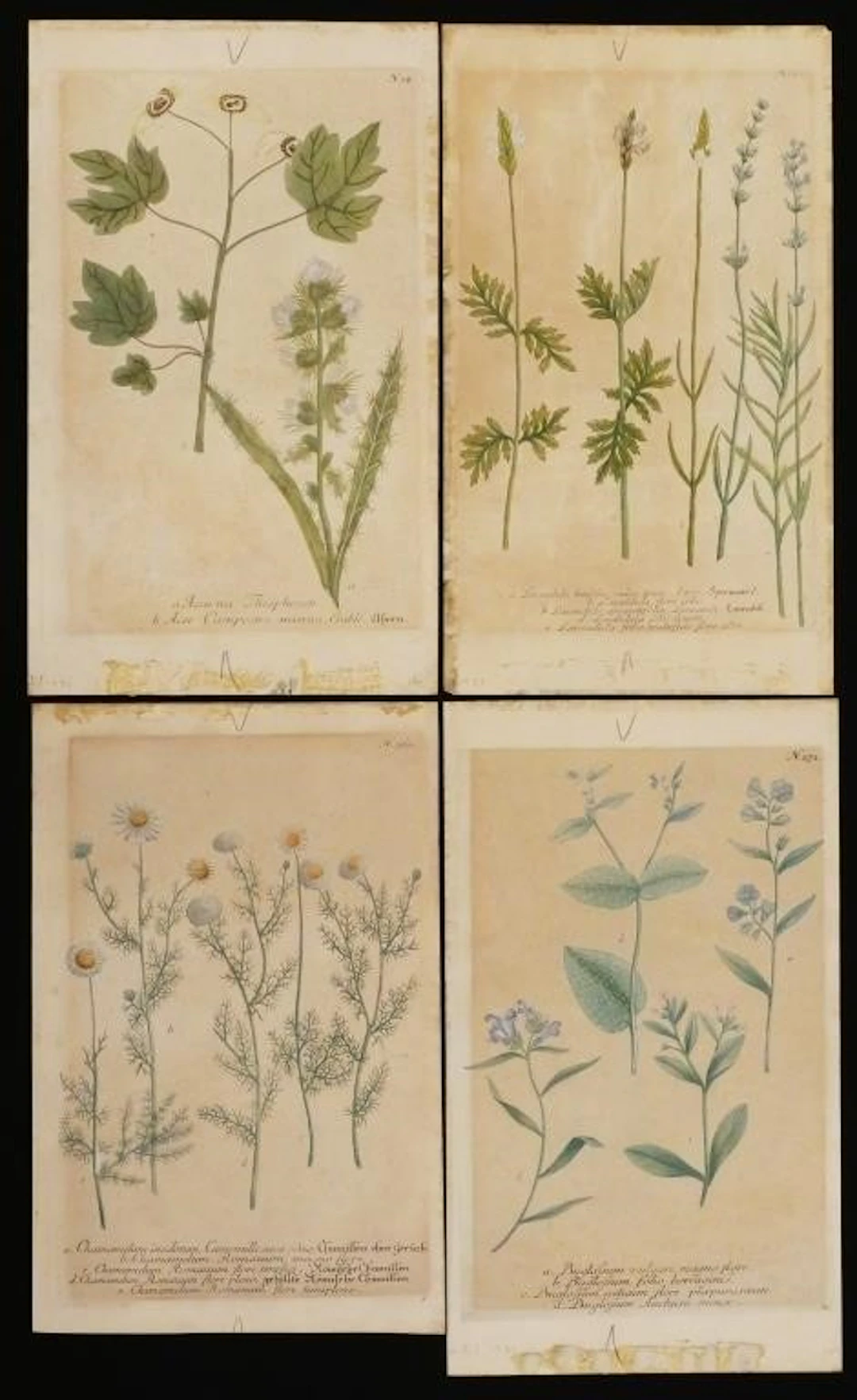(4) Antique Hand-Colored Botanical Prints