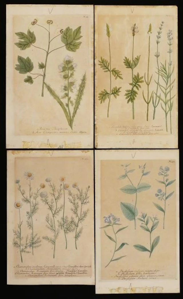 (4) Antique Hand-Colored Botanical Prints
