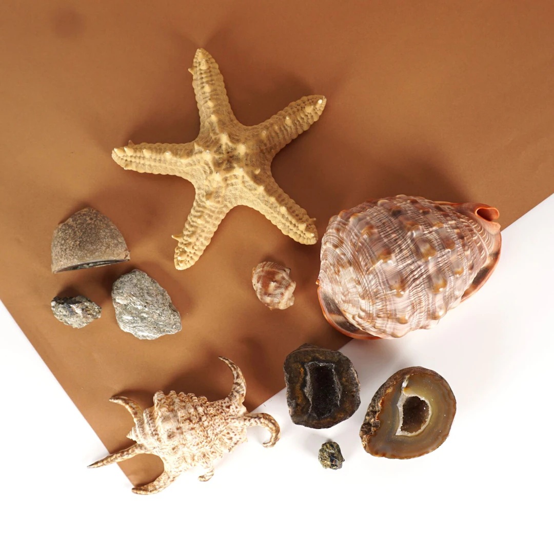 NATURALIA : Ensemble divers de coquillages et minéraux comprenant cassis rufa