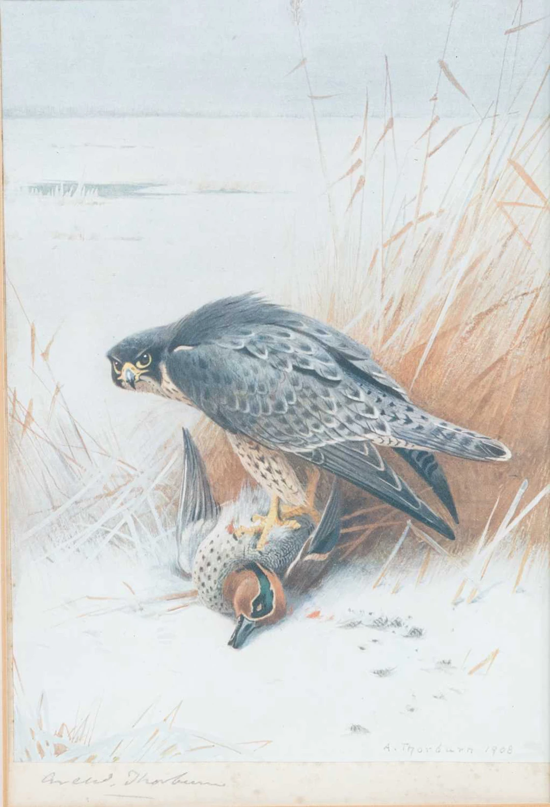 AFTER ARCHIBALD THORBURN (1860-1935) PAIR OF SIGNED PRINTS: AN EAGLE AND A HAWK