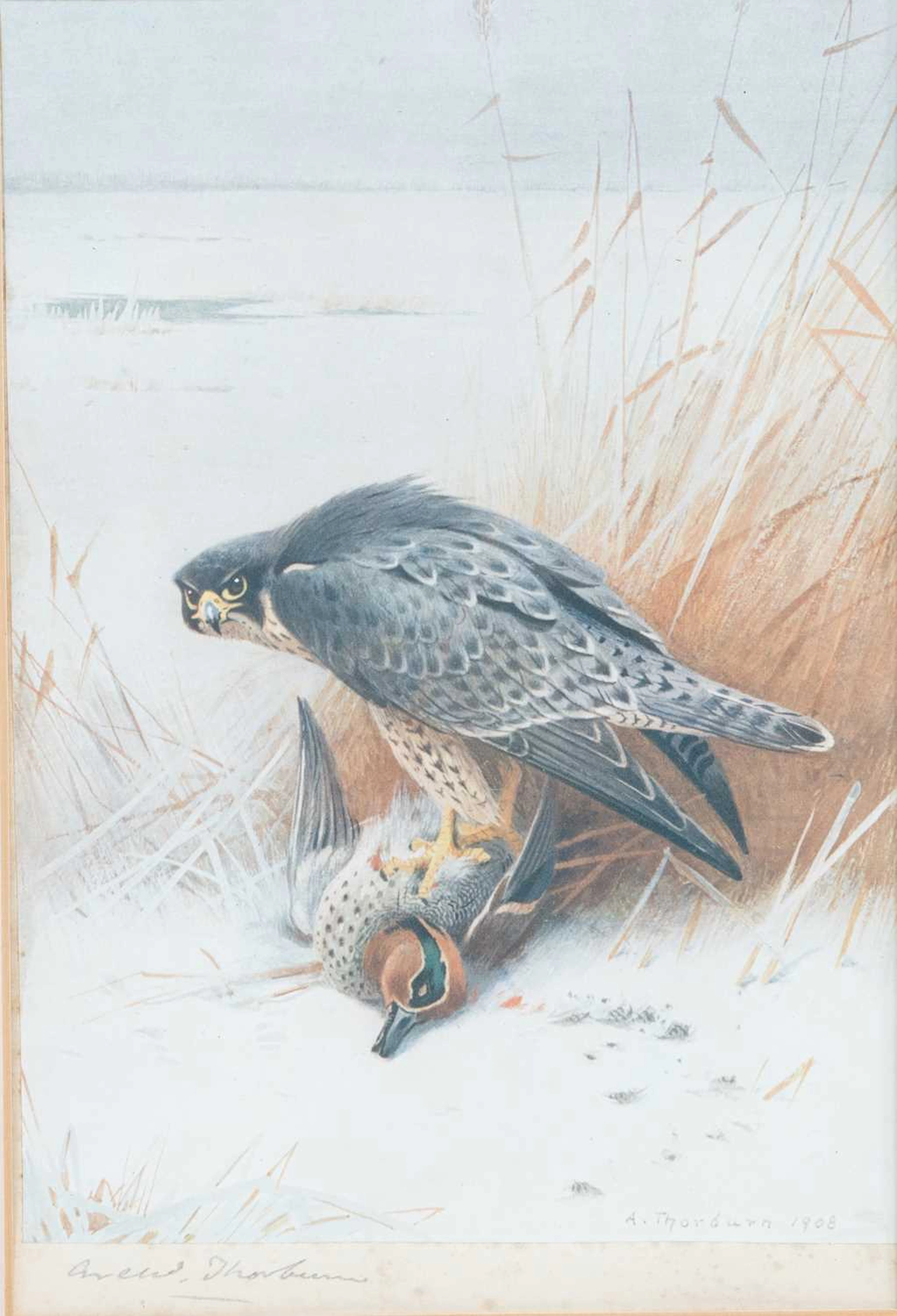 AFTER ARCHIBALD THORBURN (1860-1935) PAIR OF SIGNED PRINTS: AN EAGLE AND A HAWK