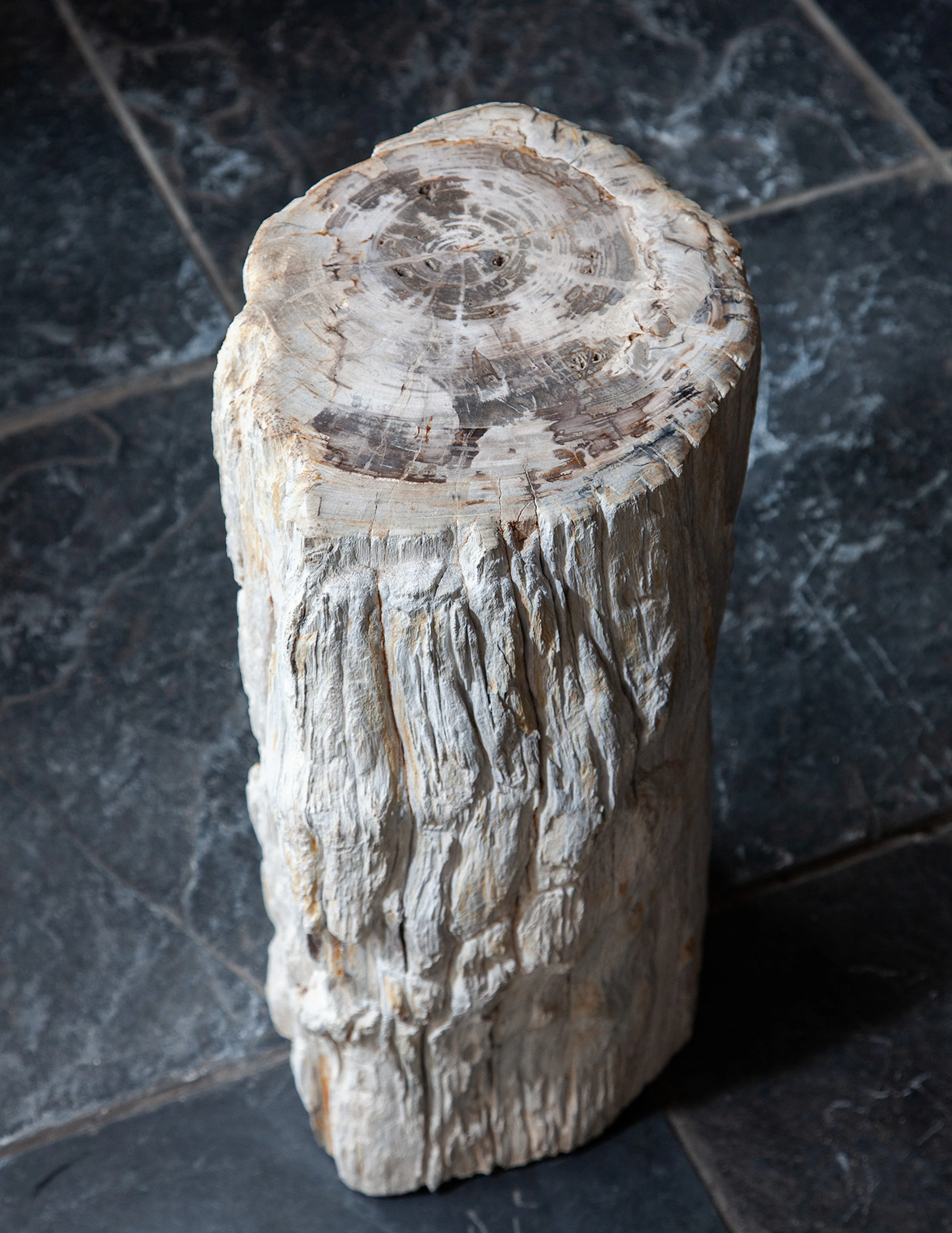 Naturally Form Fossil Wood Plinth