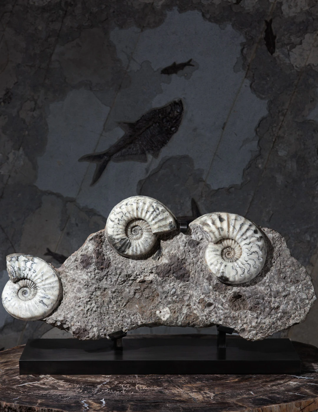 Rare Triple Ammonite Bed