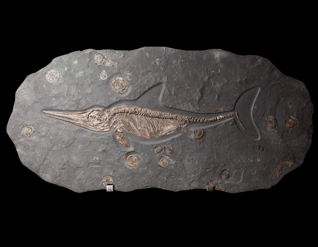 Juvenile Ichthyosaur Fossil