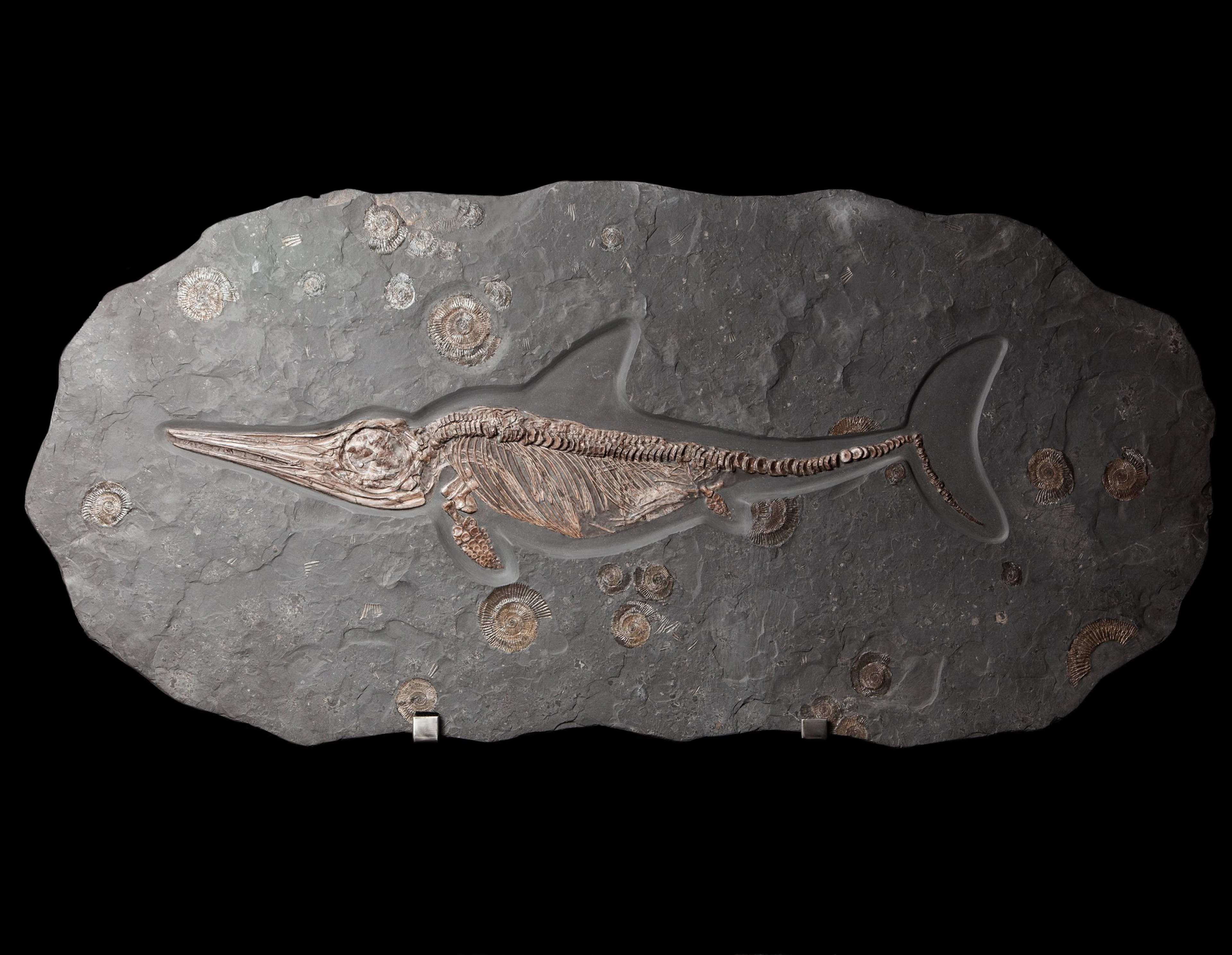 Juvenile Ichthyosaur Fossil
