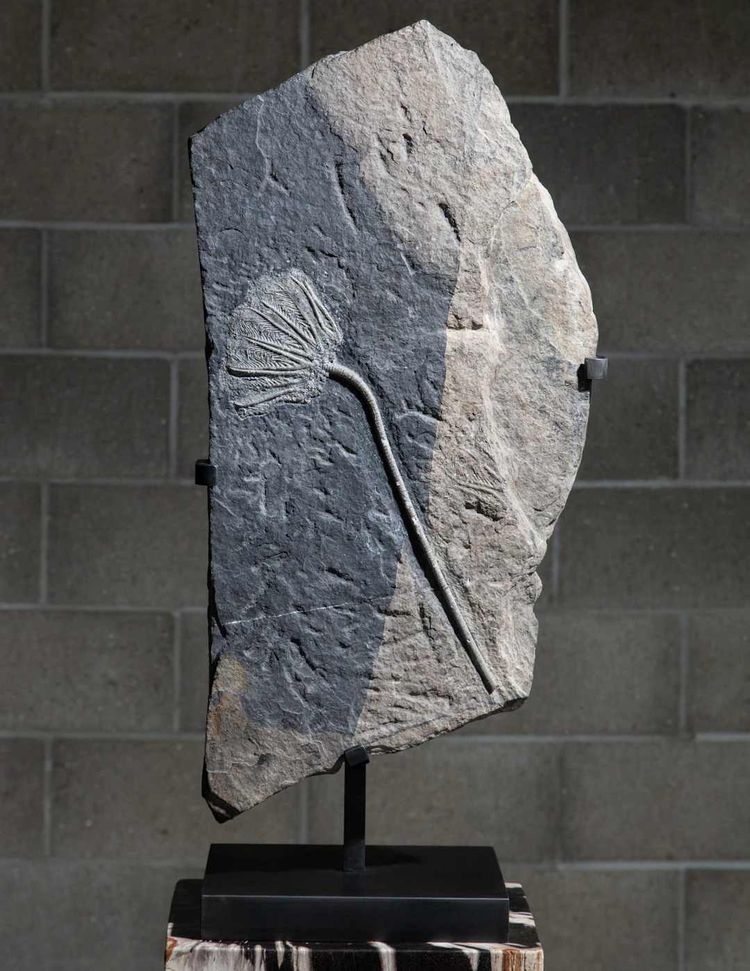 Fossilised Crinoid
