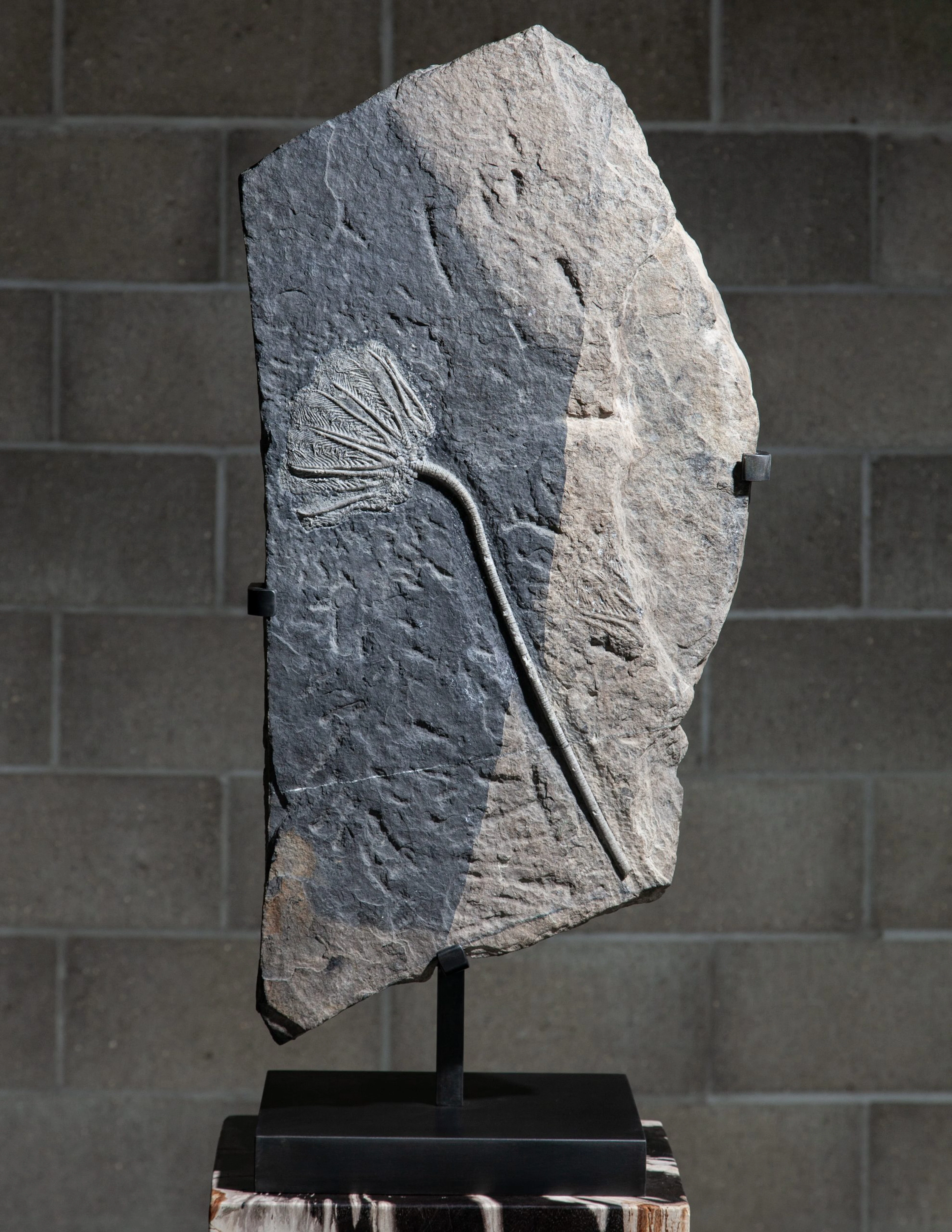 Fossilised Crinoid