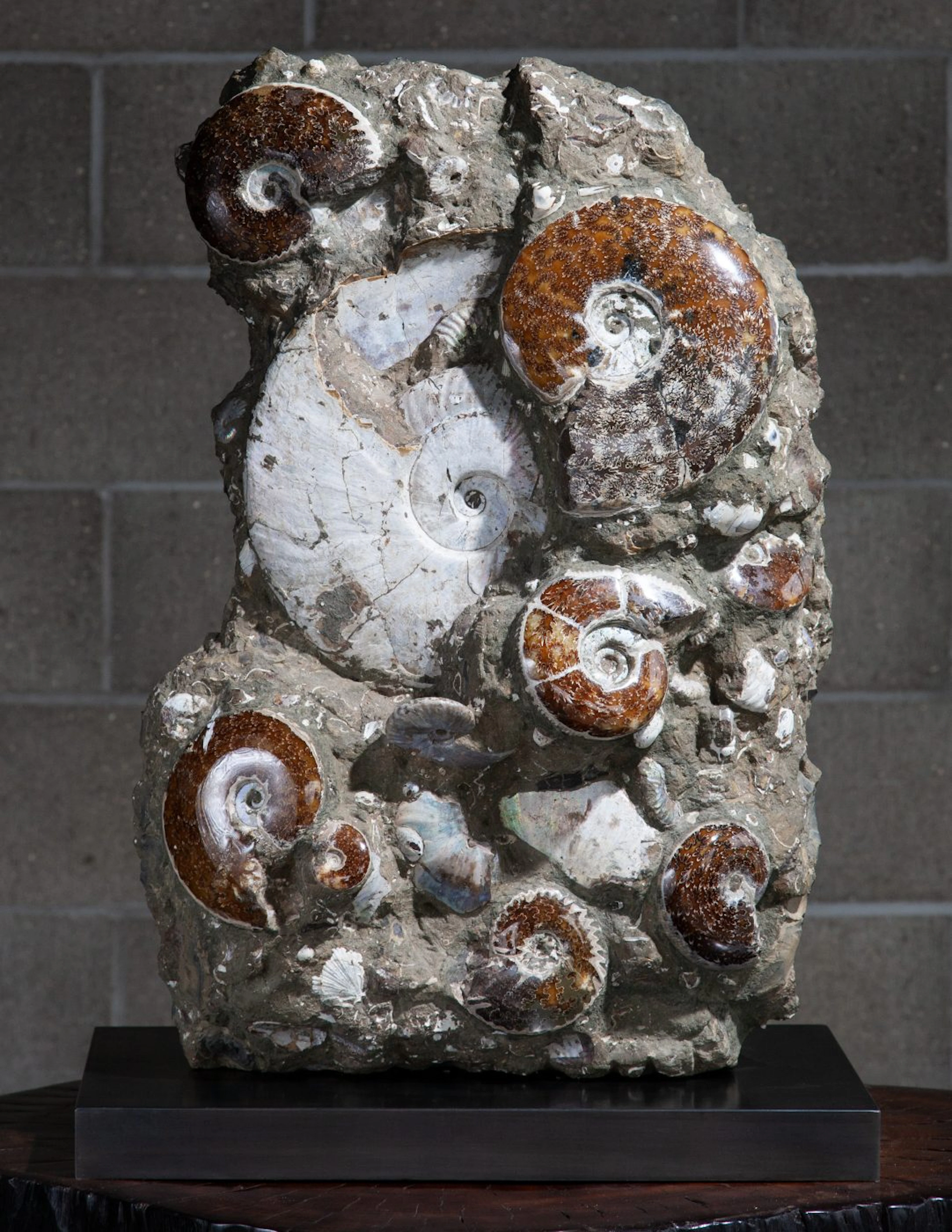 Madagascan Ammonite Bed