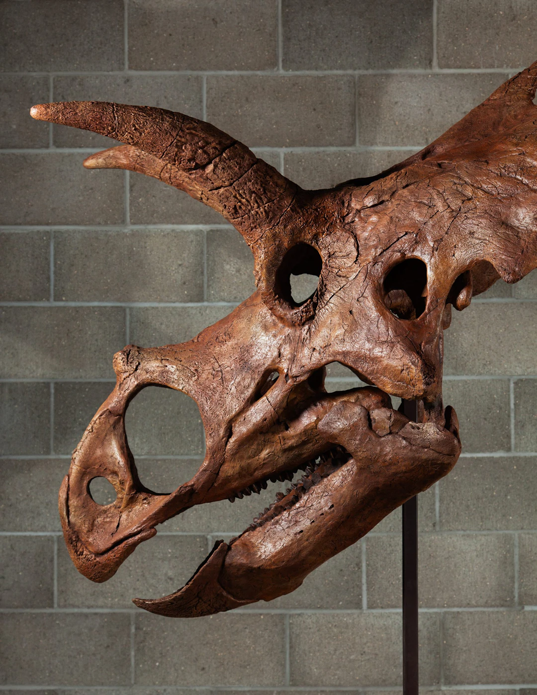 Ceratopsids Dinosaur Skull (Cast)