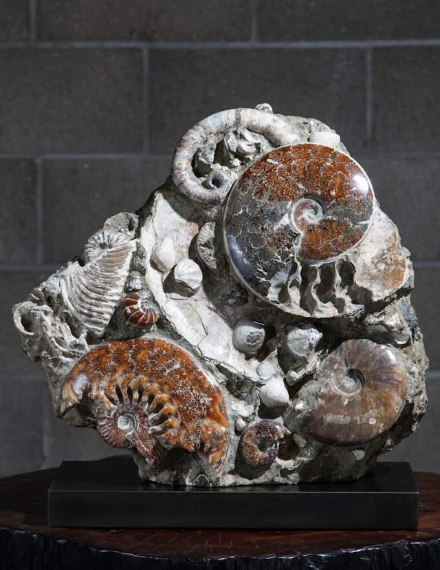 Cleoniceras Ammonite Bed