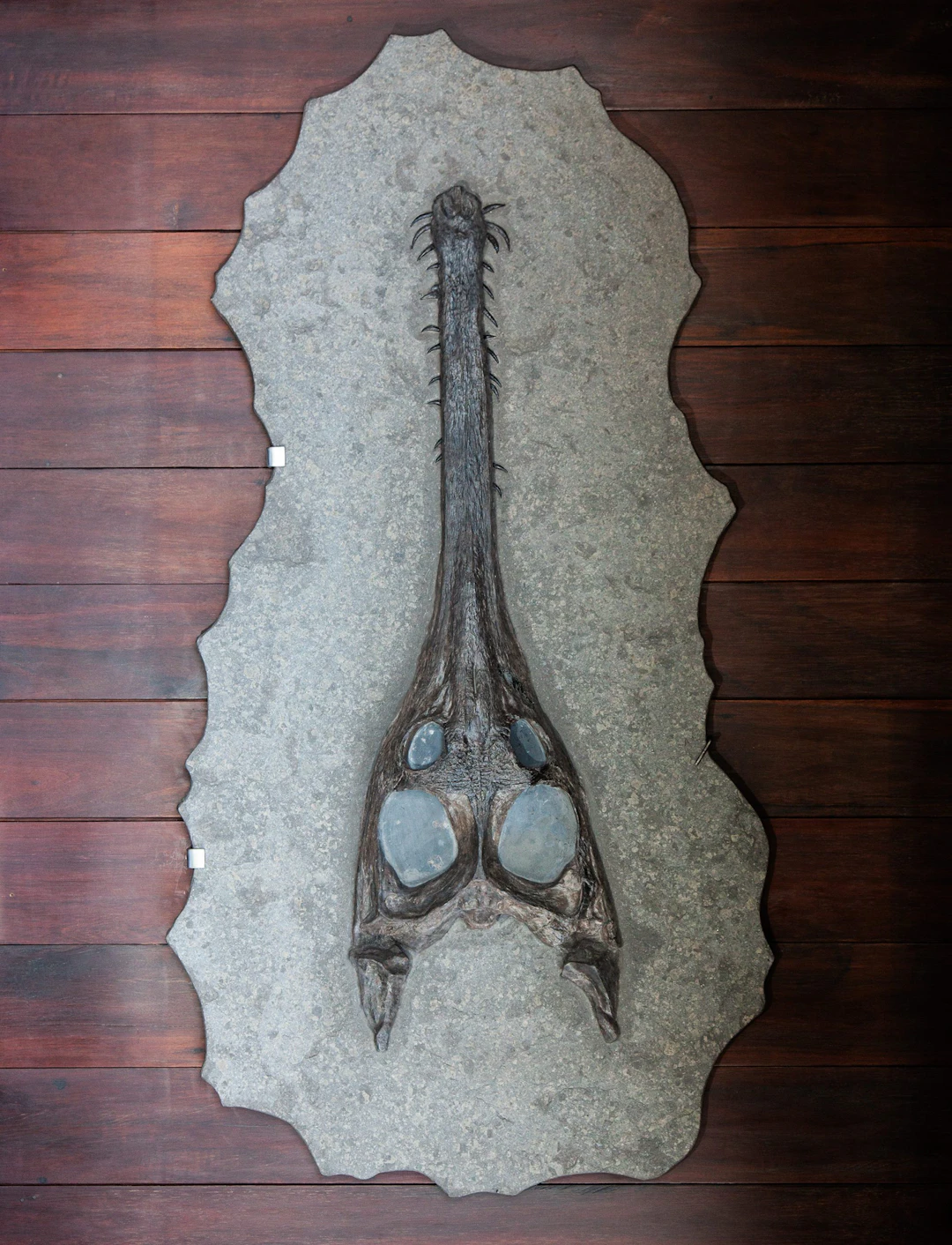 Giant Fossilised Crocodile Skull