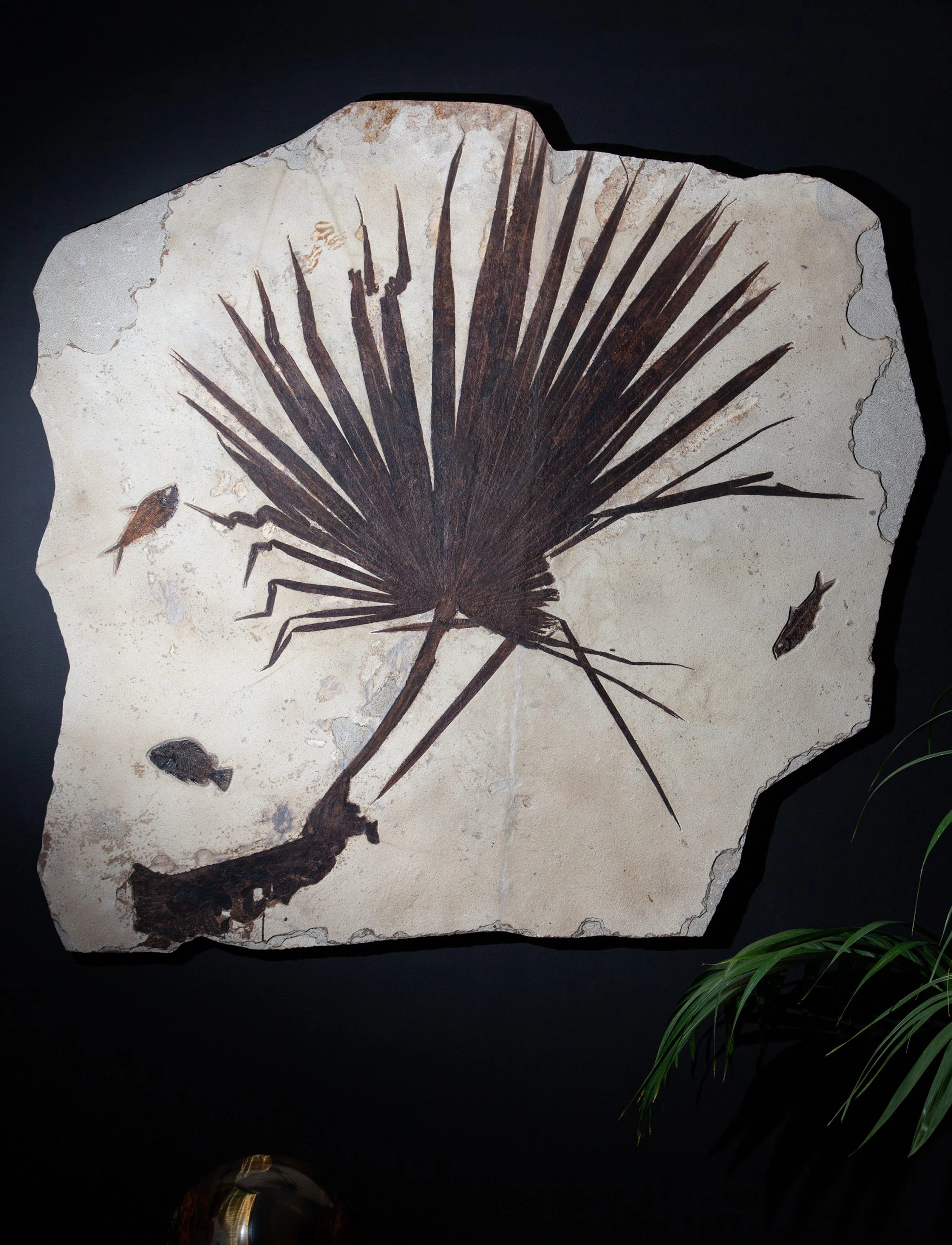 Complete Fossil Palm Frond