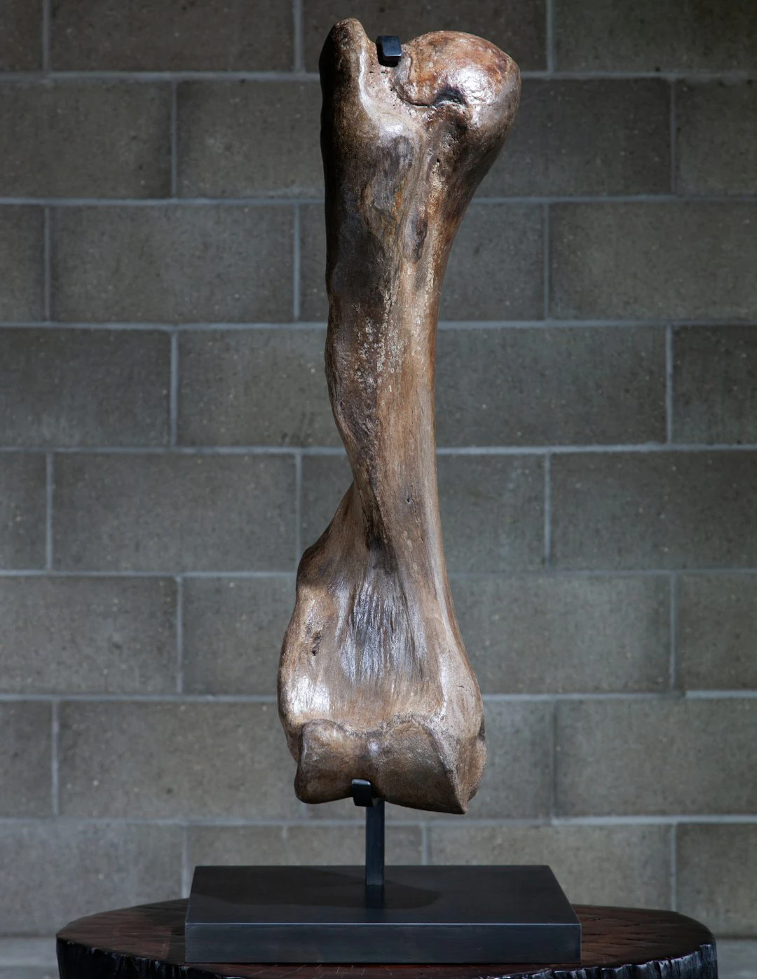 Woolly Mammoth Leg Bone