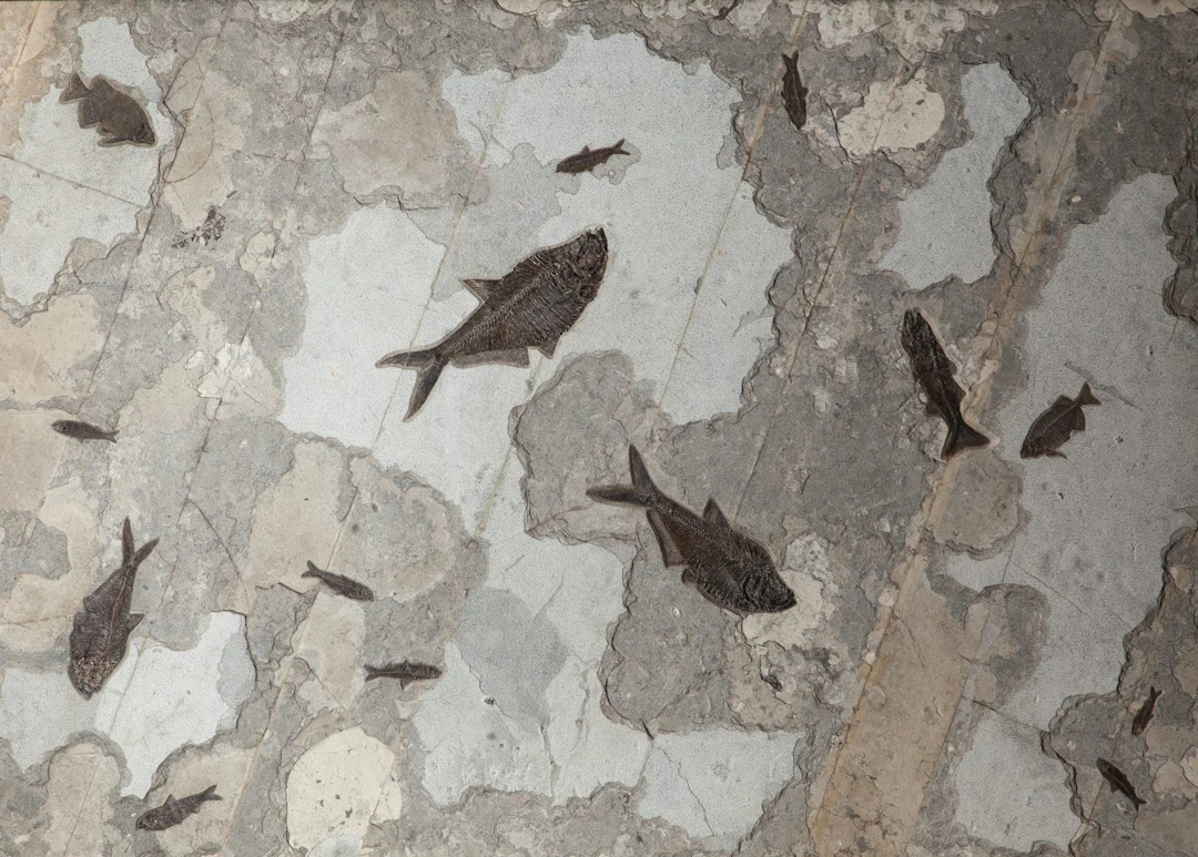 Giant Fossil Fish Wall Plate