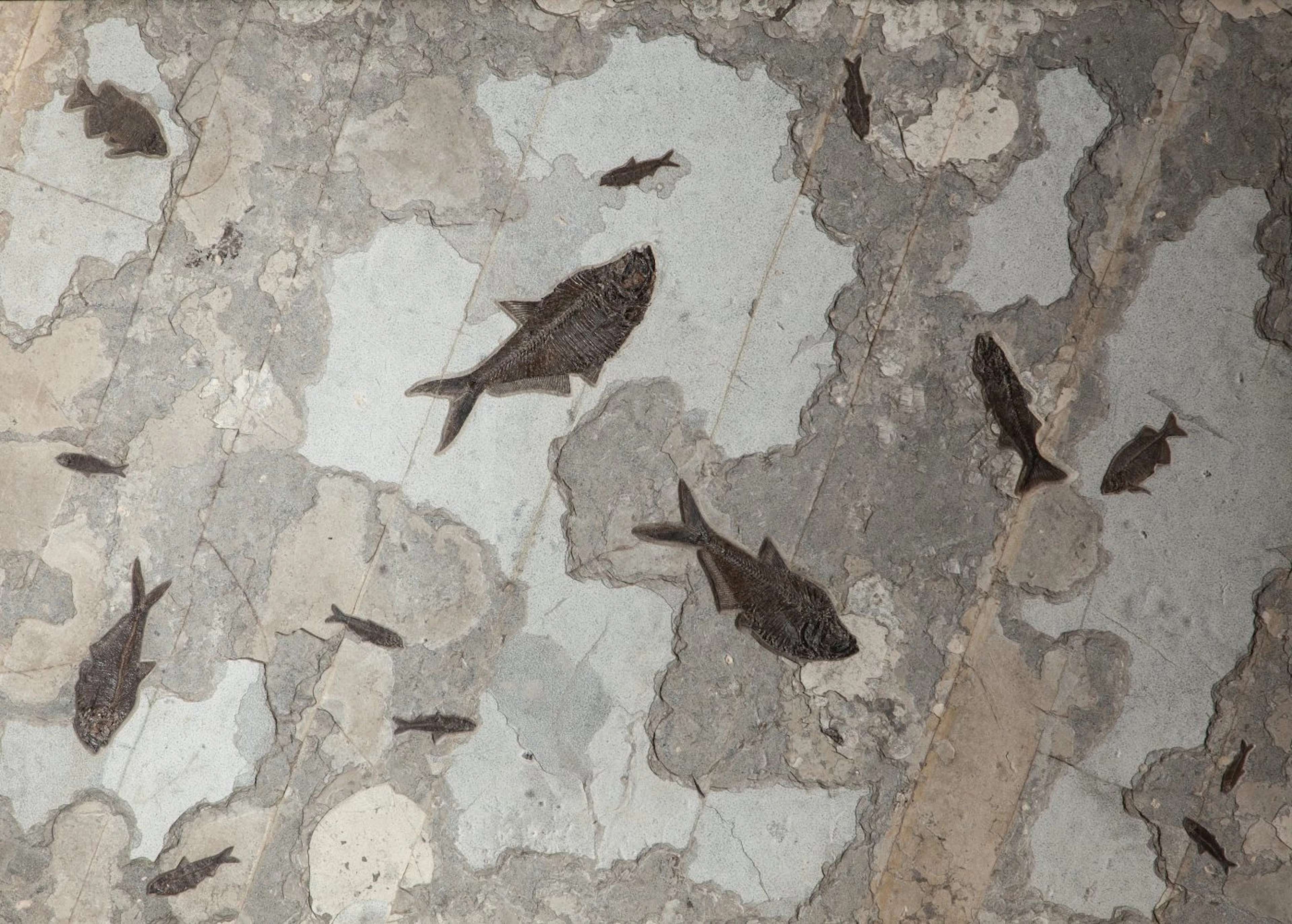 Giant Fossil Fish Wall Plate