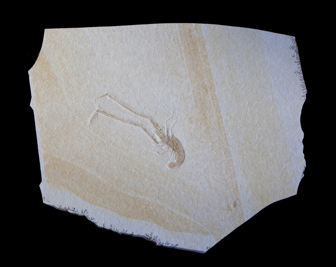 Fossil Crayfish Plate