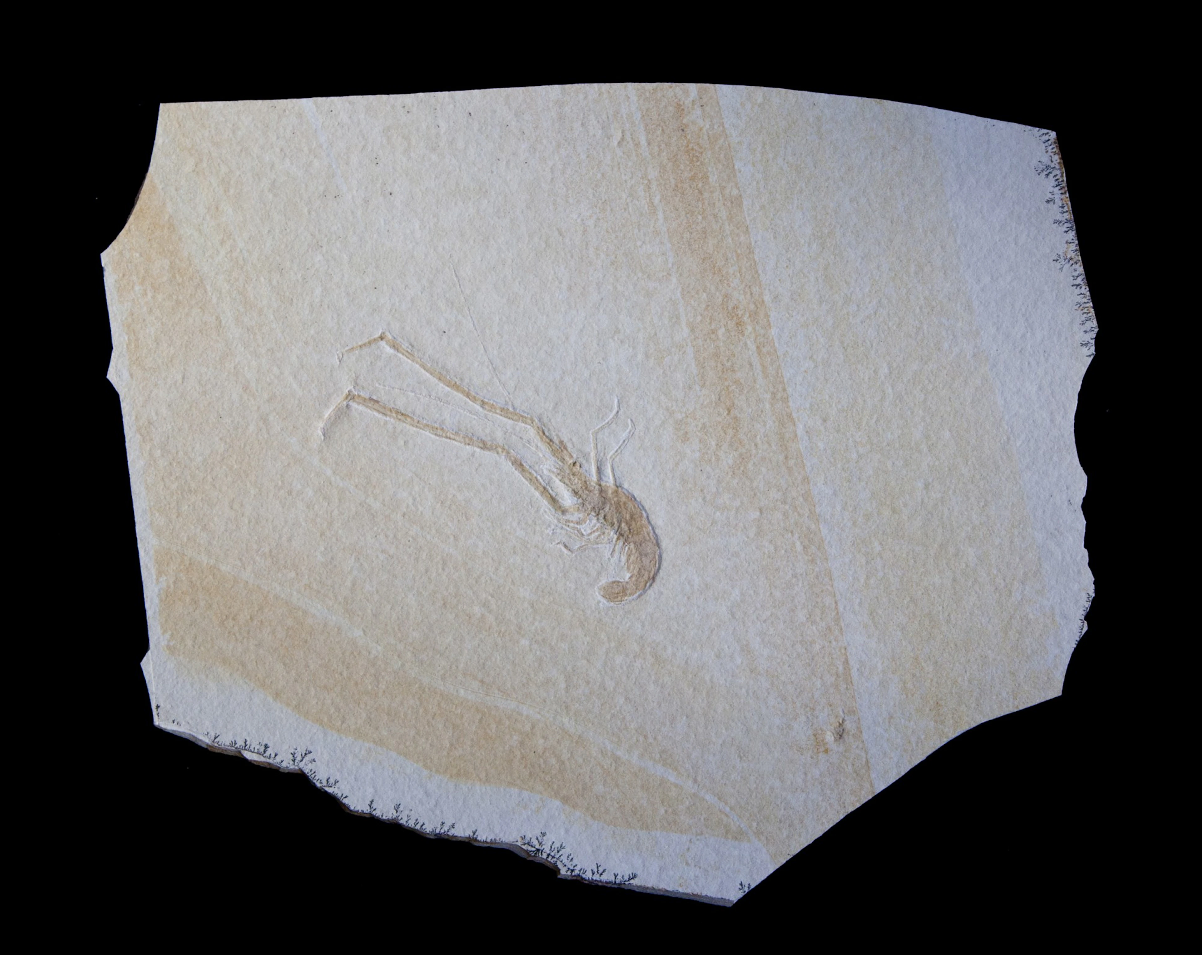 Fossil Crayfish Plate