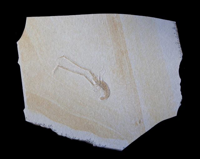 Fossil Crayfish Plate