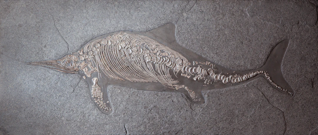 A+ Grade Complete Adult Ichthyosaur Fossil