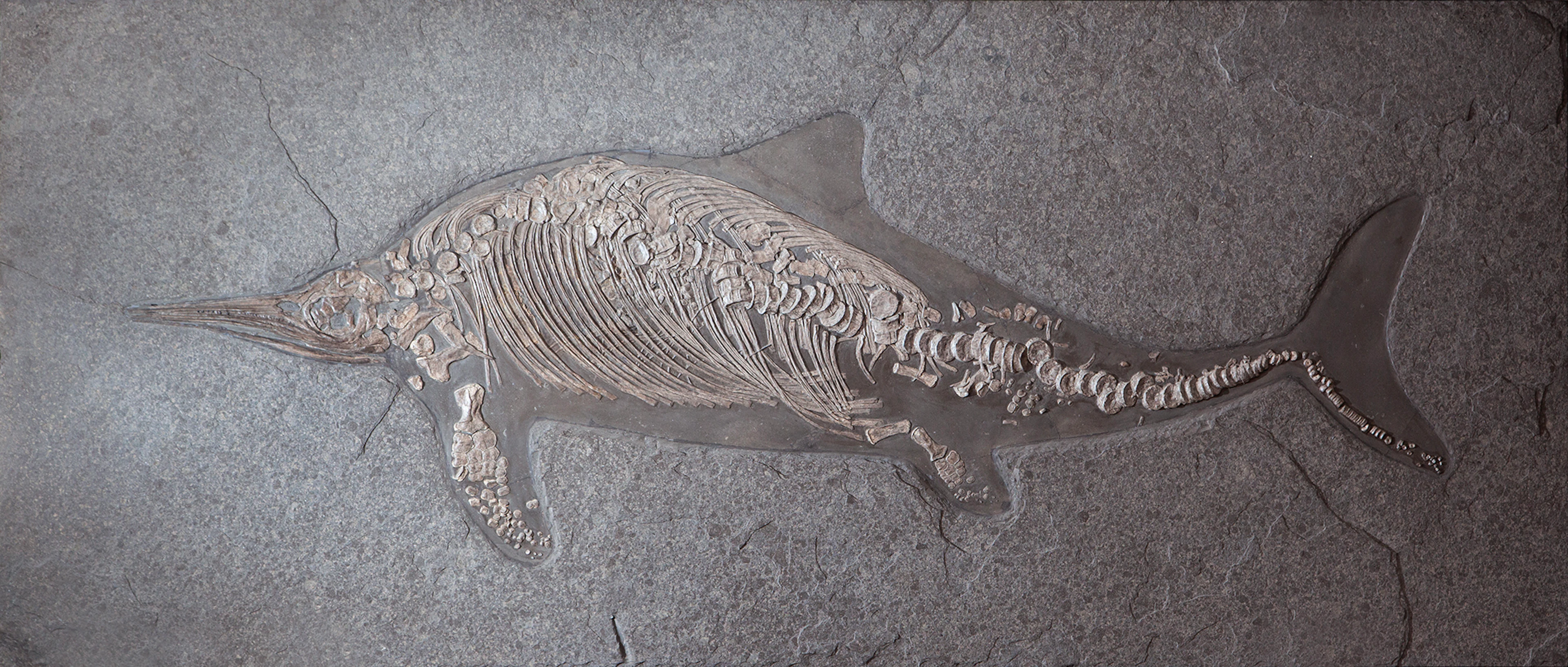 A+ Grade Complete Adult Ichthyosaur Fossil