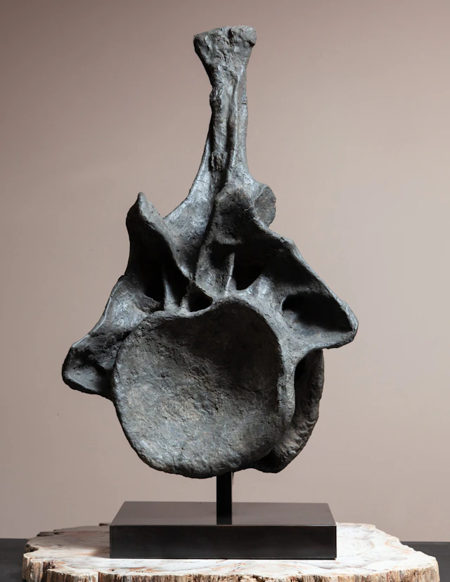 Apatosaurus Vertebrae