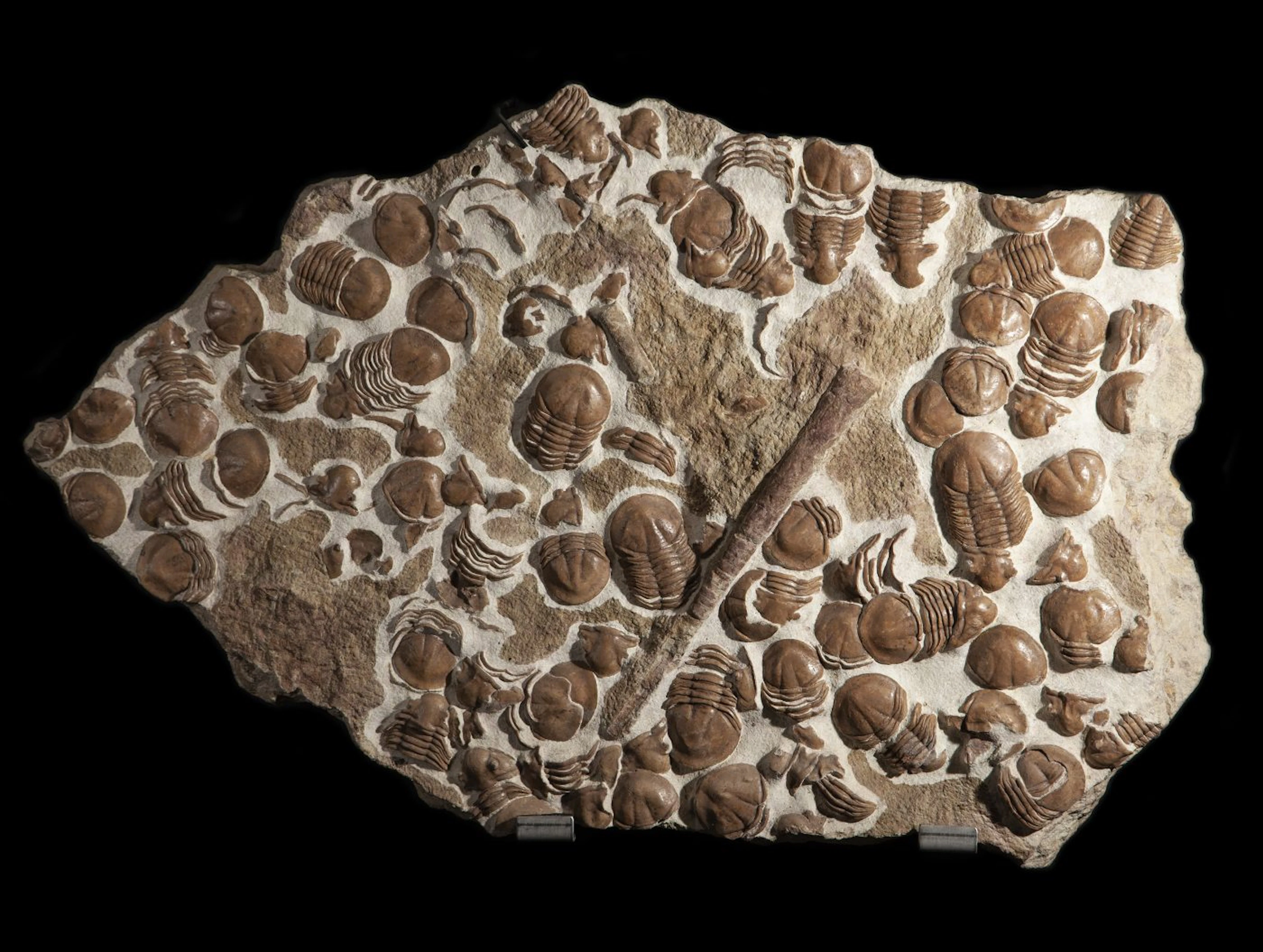 Exceptional Mass Mortality Trilobite Bed