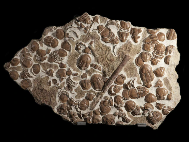 Exceptional Mass Mortality Trilobite Bed