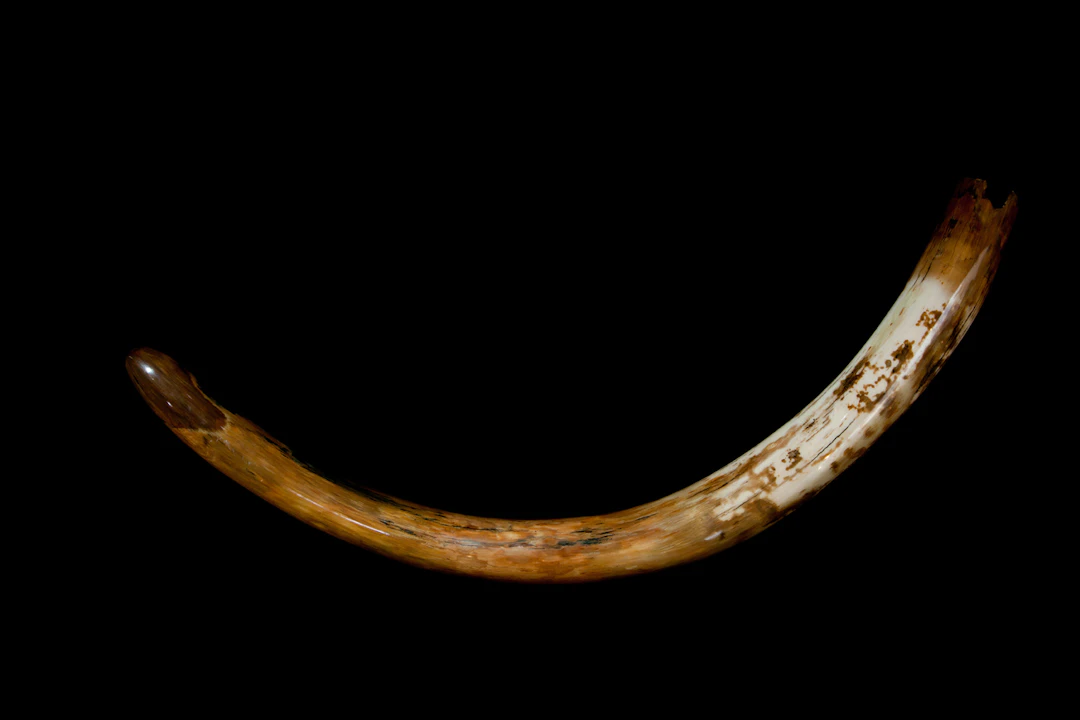 Siberian Mammoth Tusk