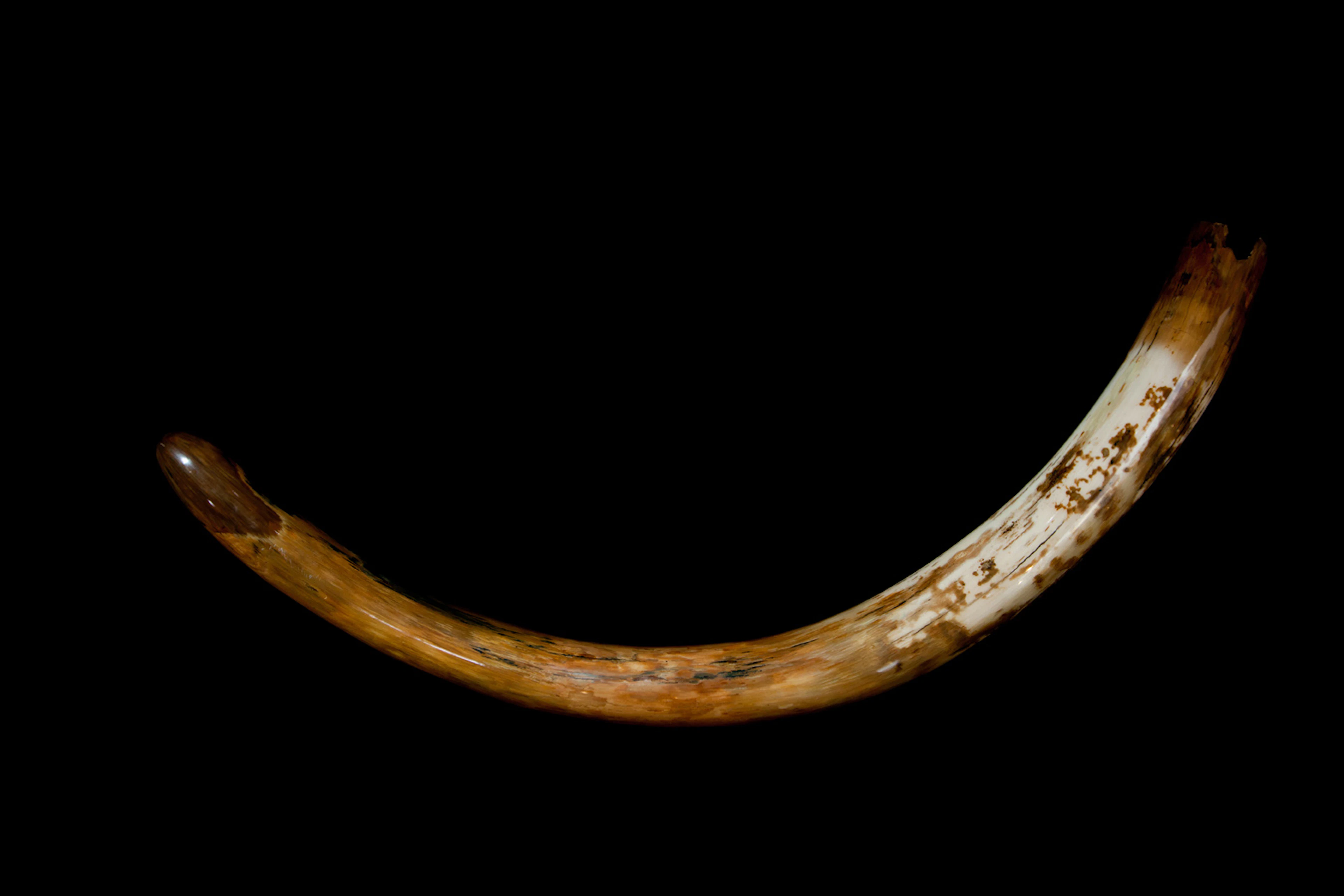 Siberian Mammoth Tusk