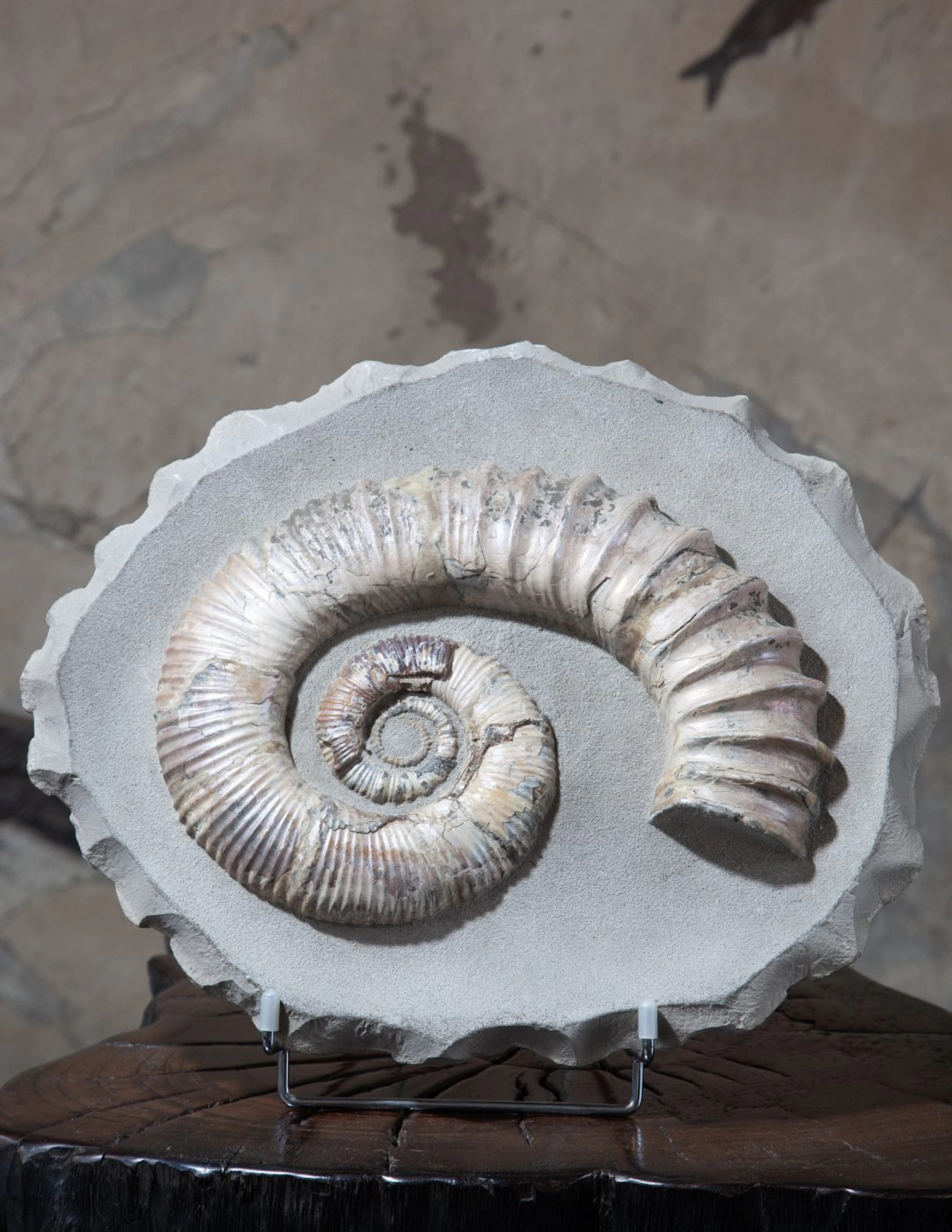 Audoliceras Ammonite
