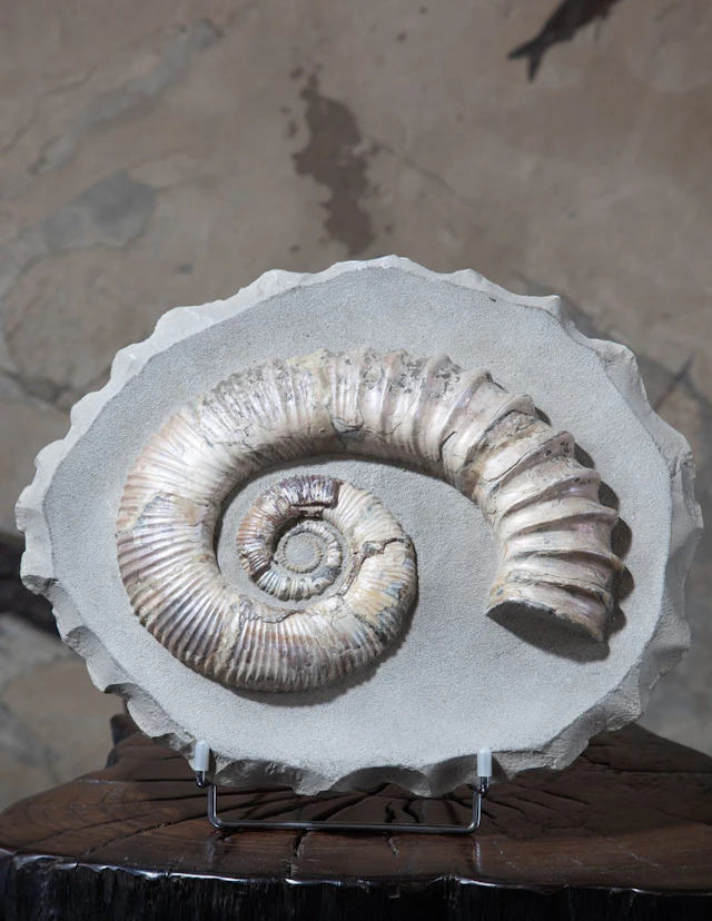 Audoliceras Ammonite