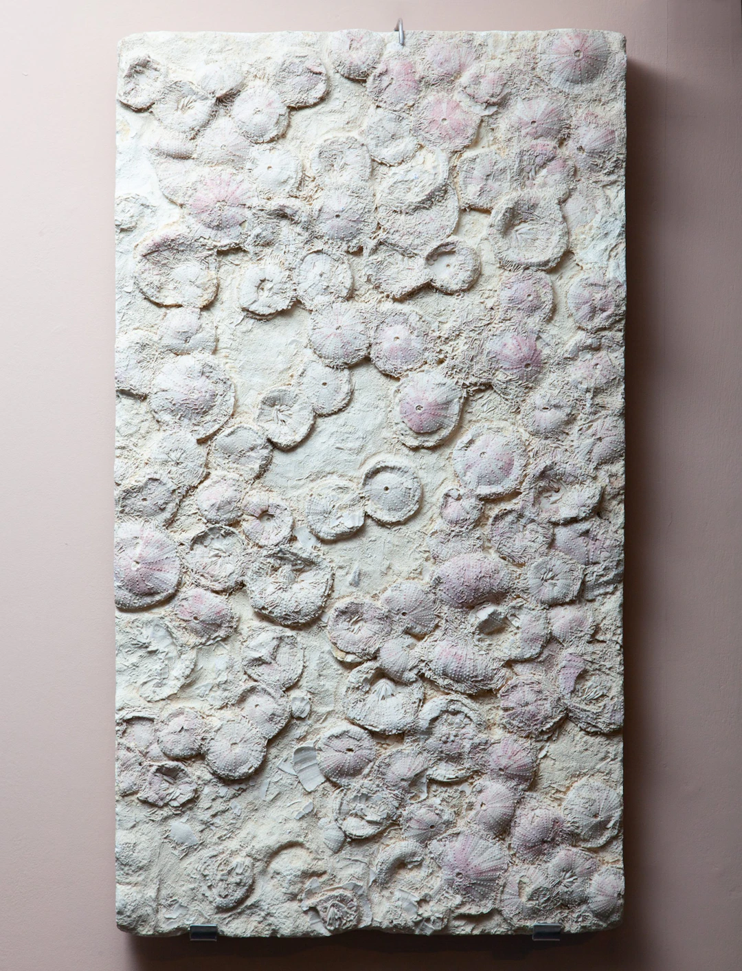 Fossilised Sea Urchin Bed