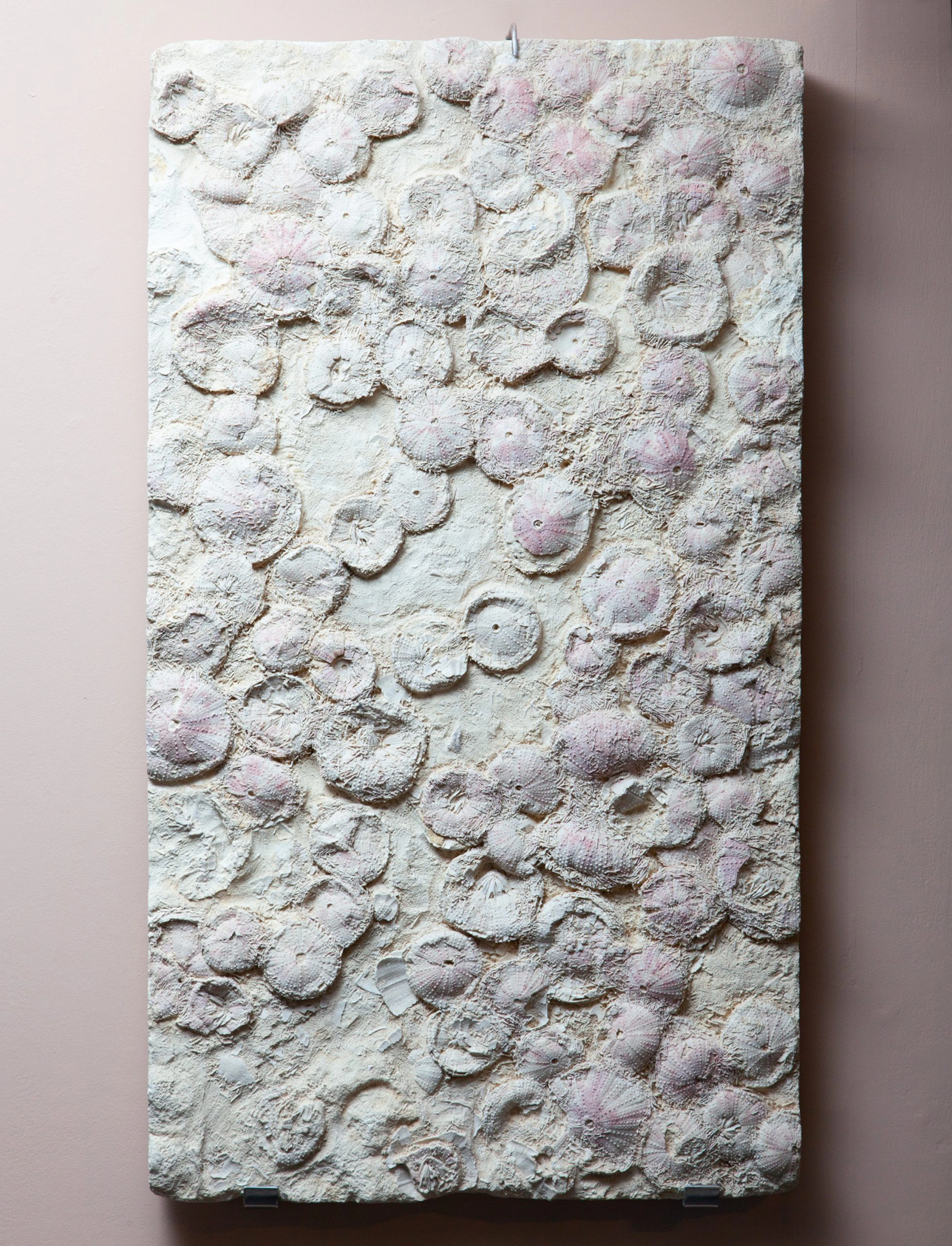 Fossilised Sea Urchin Bed