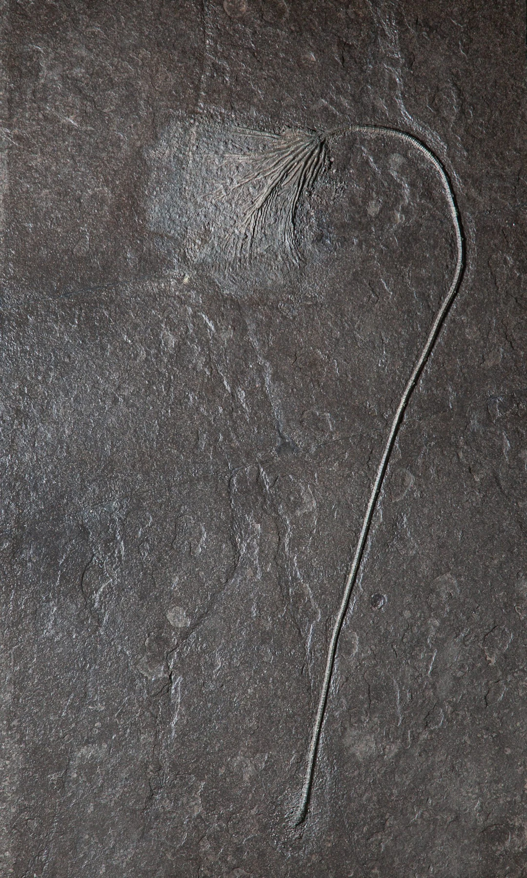 Single Crinoid Fossil